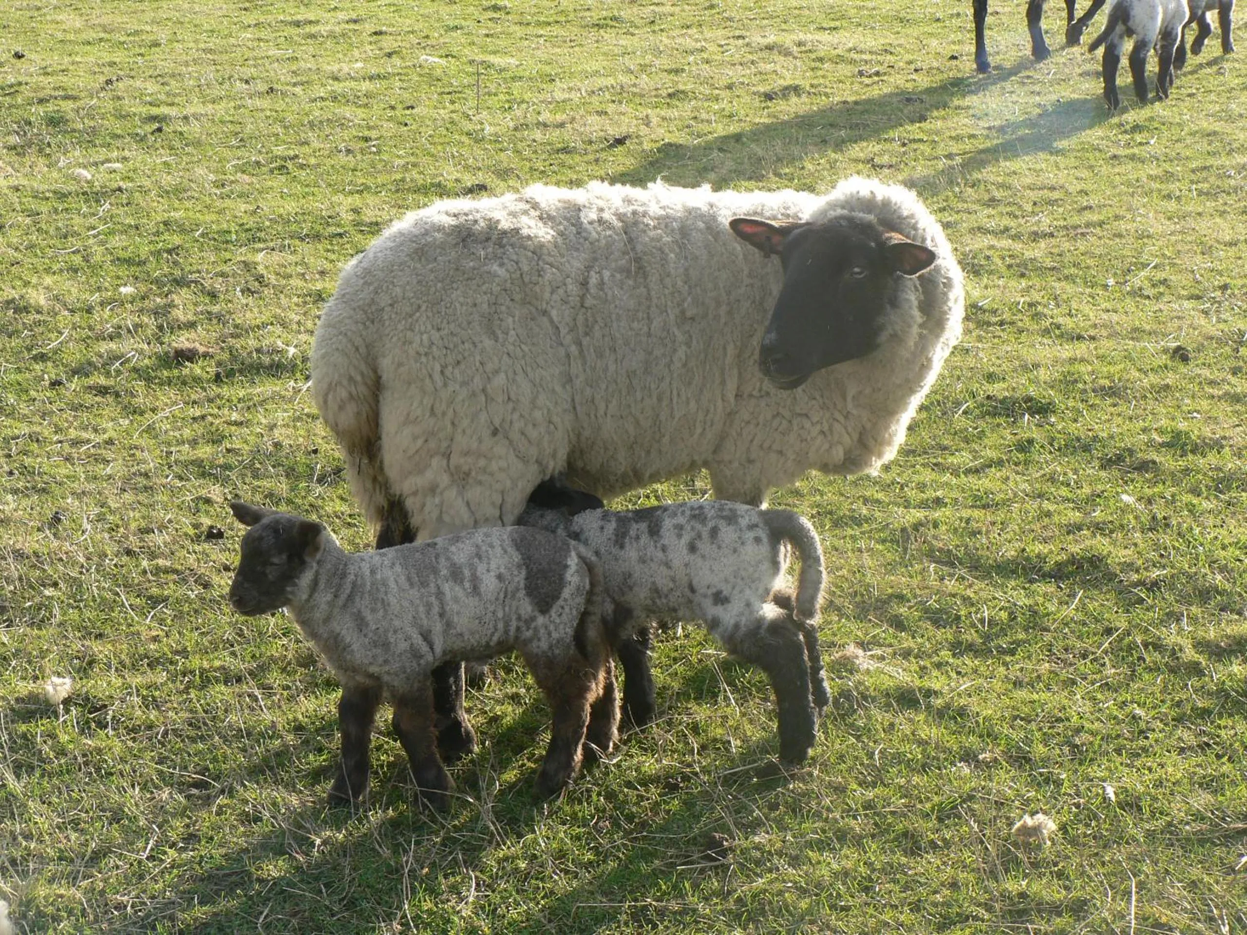 Property building in Elms Farm