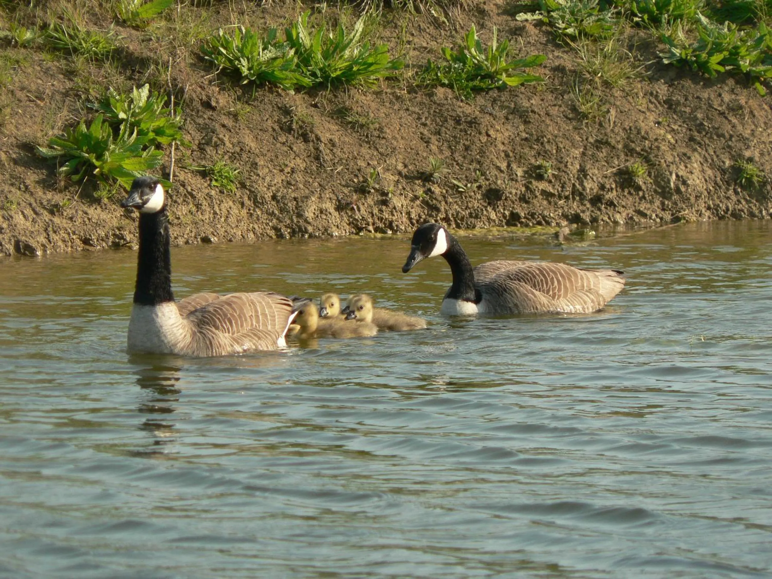Property building in Elms Farm