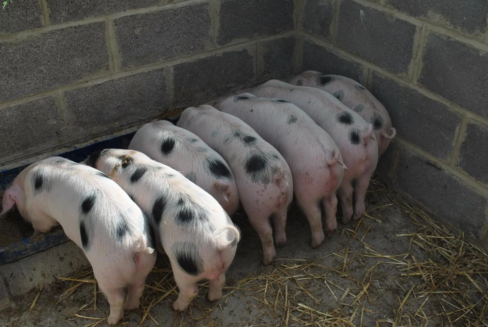 Property building in Elms Farm