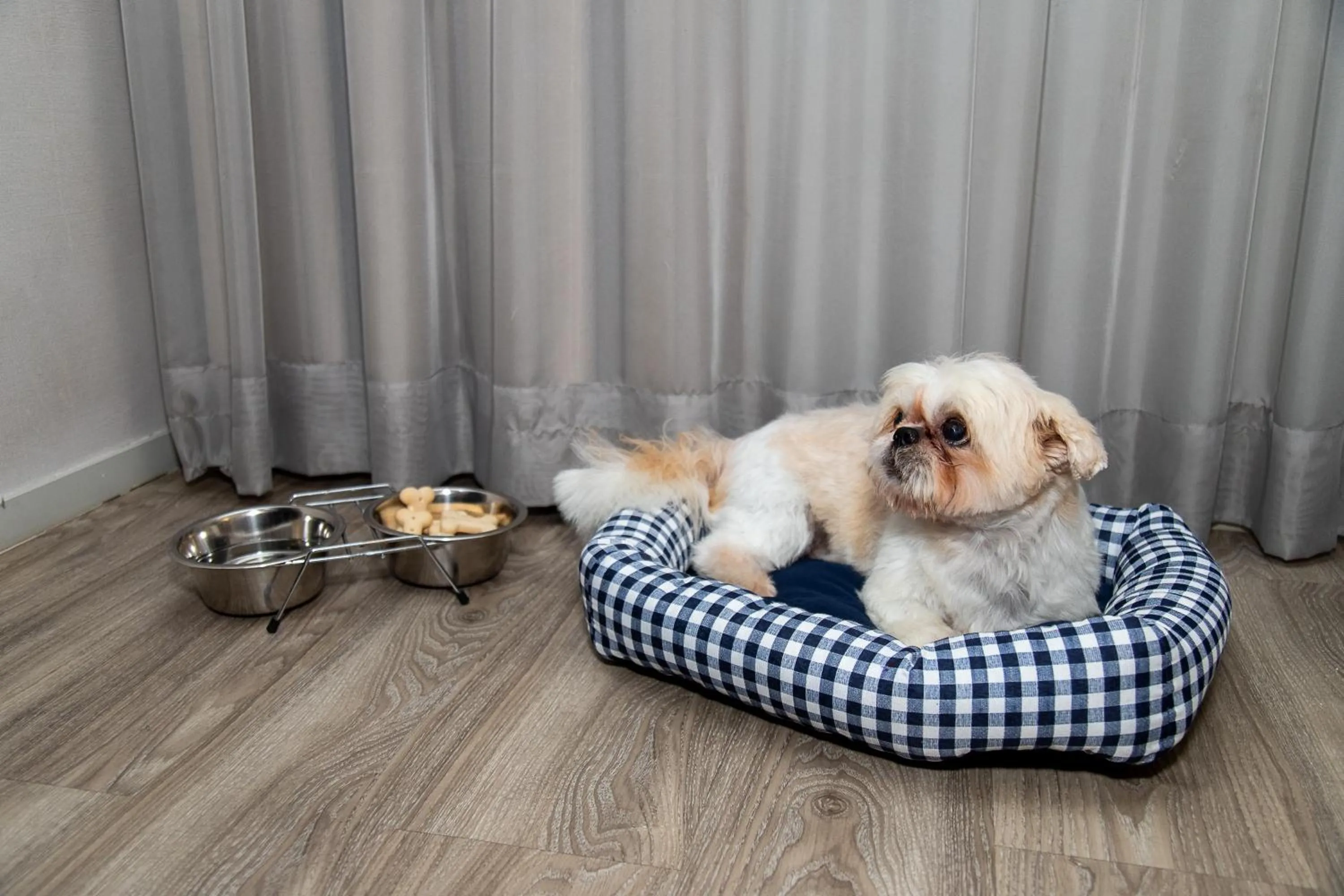 Pets in Radisson Rio de Janeiro Barra