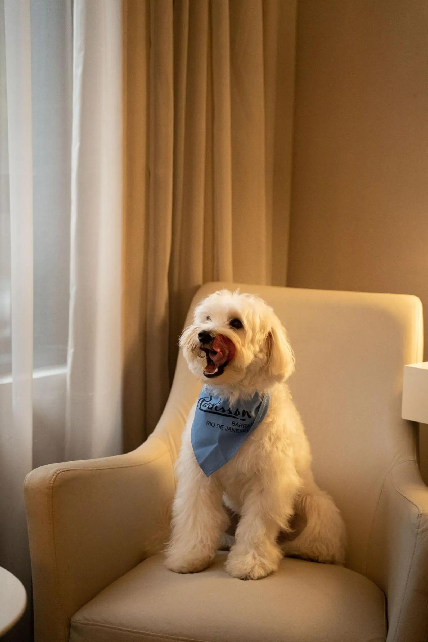 Pets in Radisson Rio de Janeiro Barra