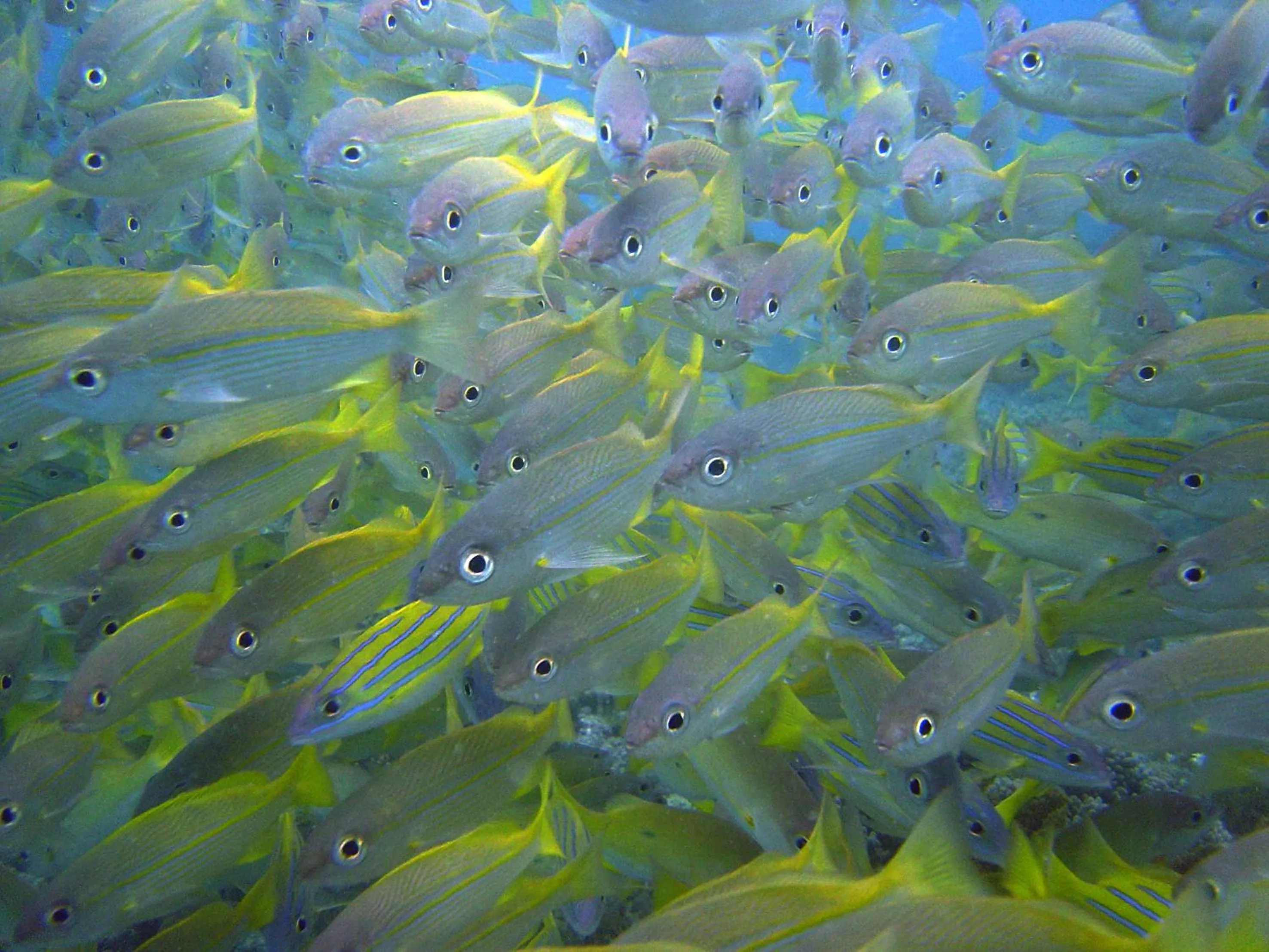 Diving in Zawadi Hotel, Zanzibar