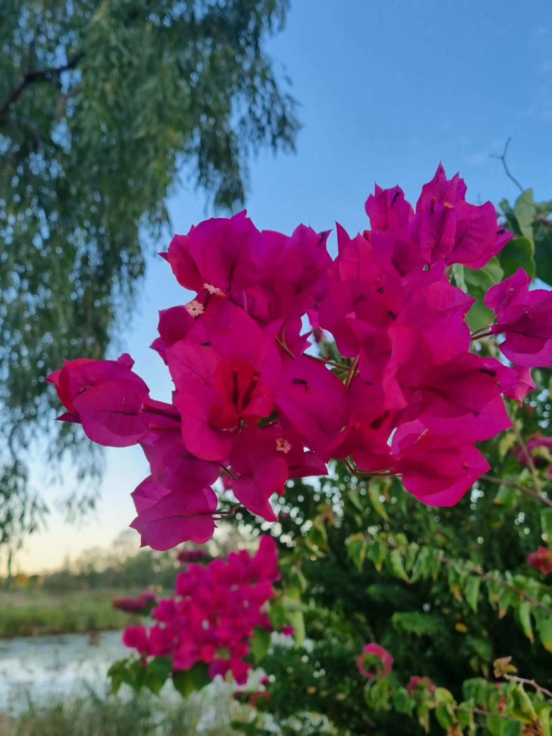 Property building in Koorawatha Homestead Motel