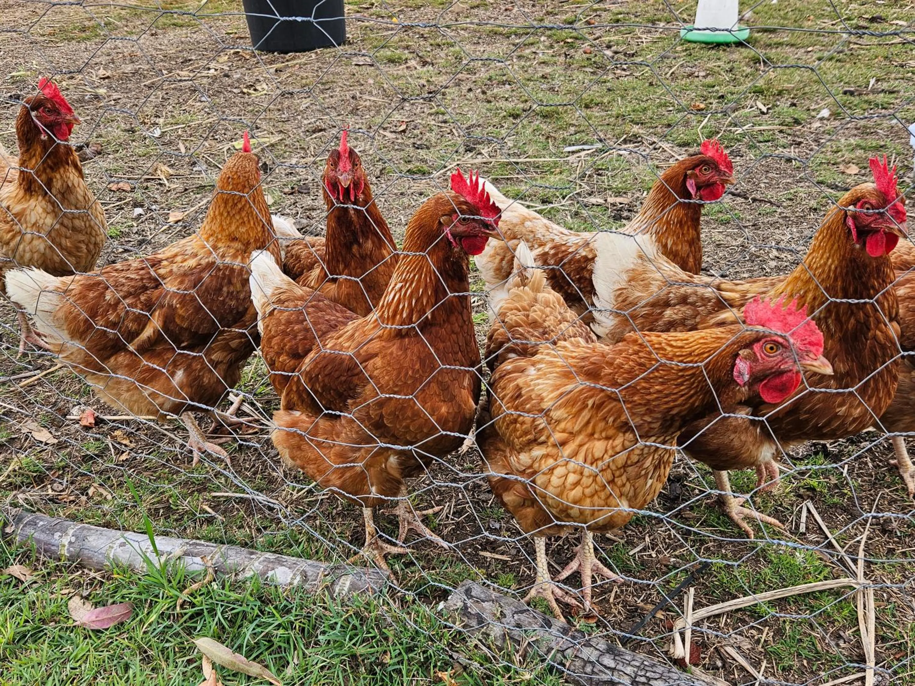 Koorawatha Homestead Motel