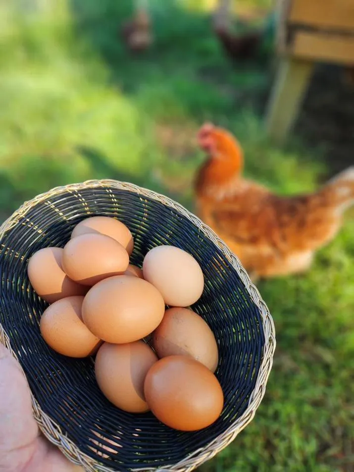 Koorawatha Homestead Motel