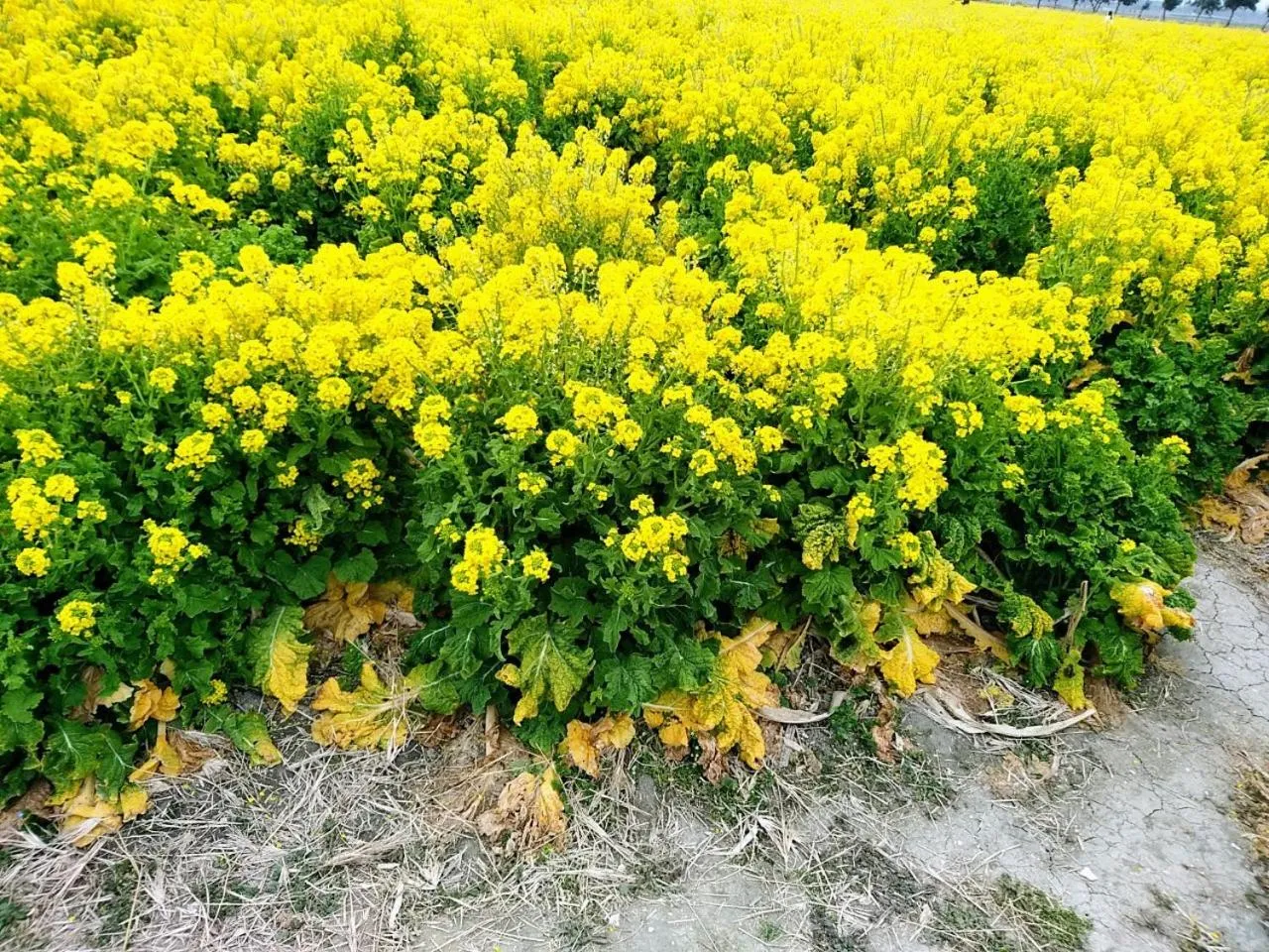 Nearby landmark in Vessel Hotel Kurashiki