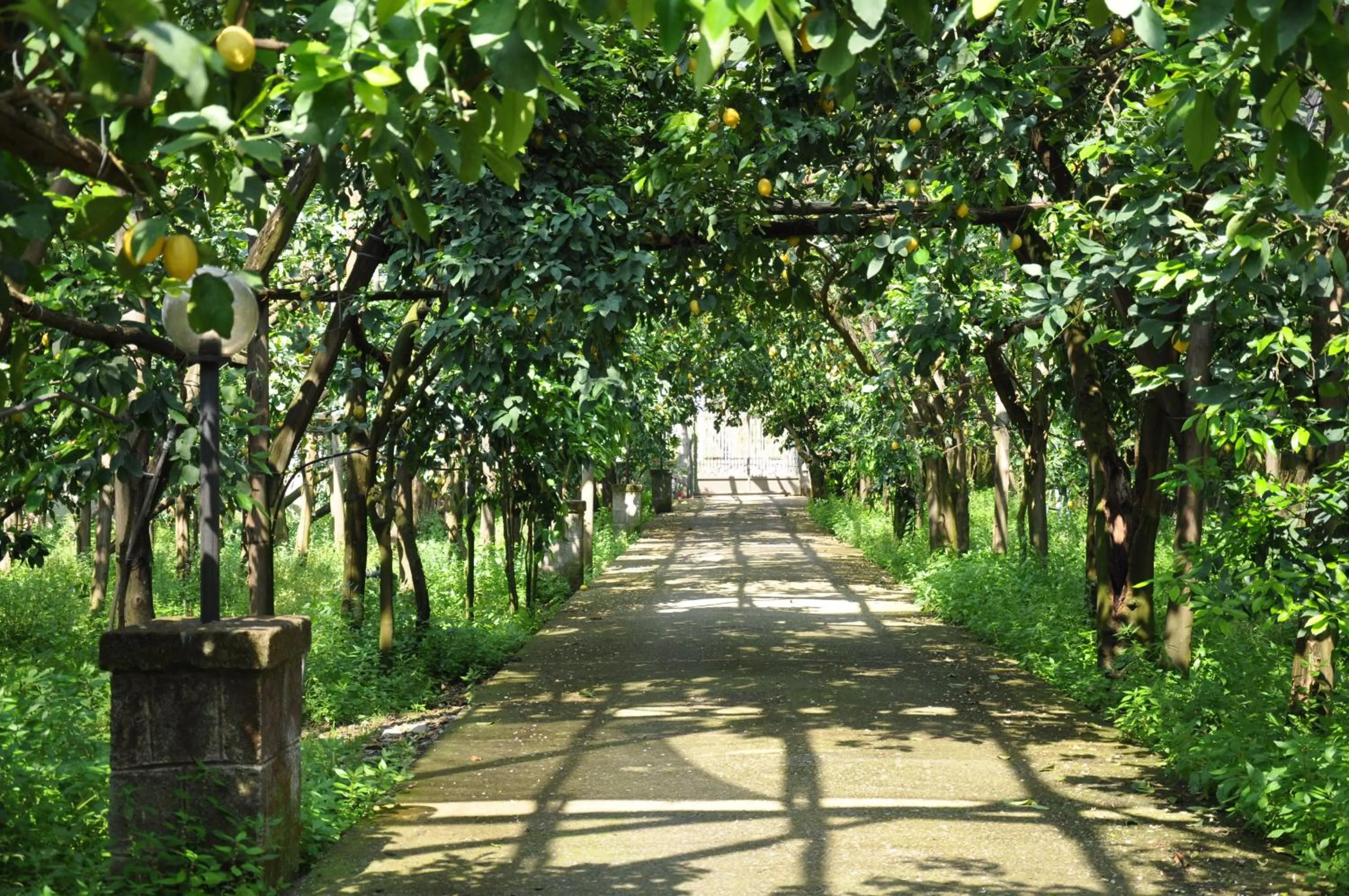 Garden in Bed and Lemons