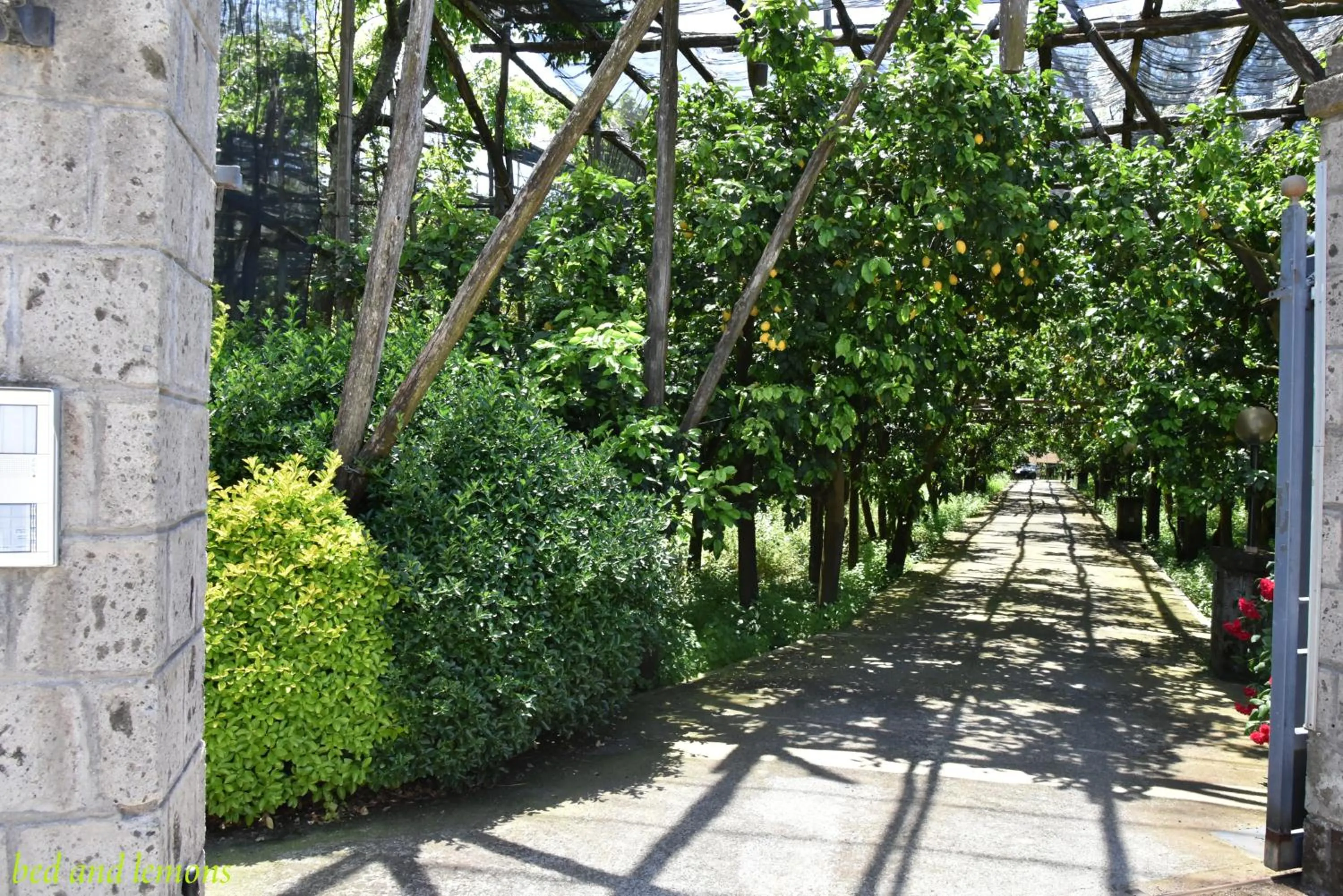 Garden in Bed and Lemons