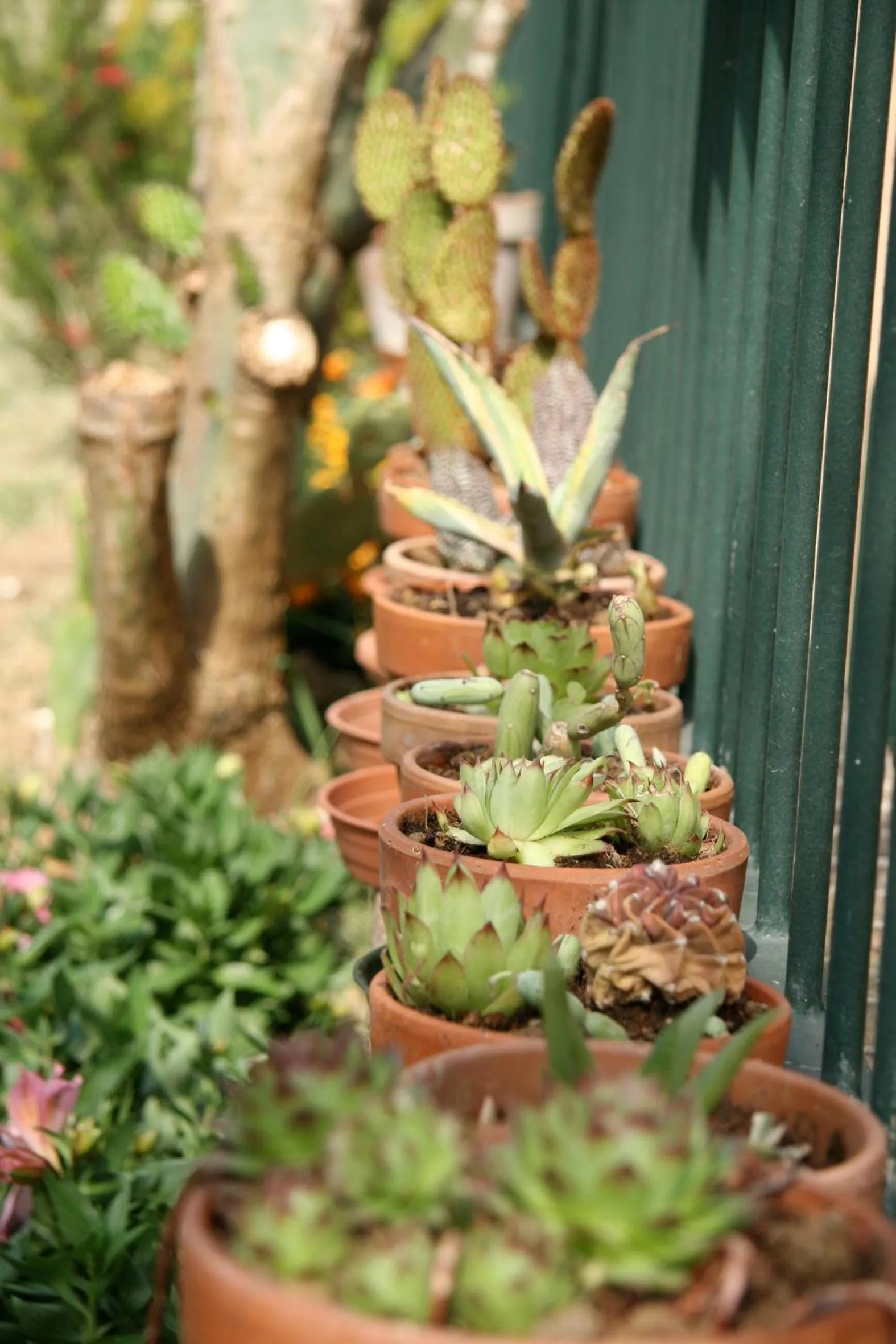 Day in Ai Quattro Ulivi B&B