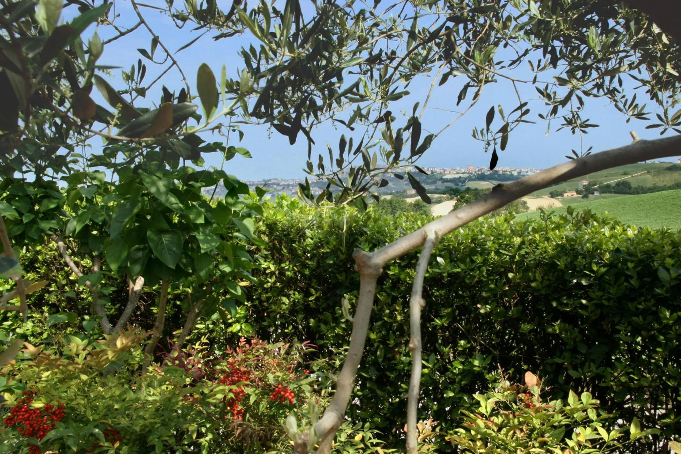 Garden view in Ai Quattro Ulivi B&B