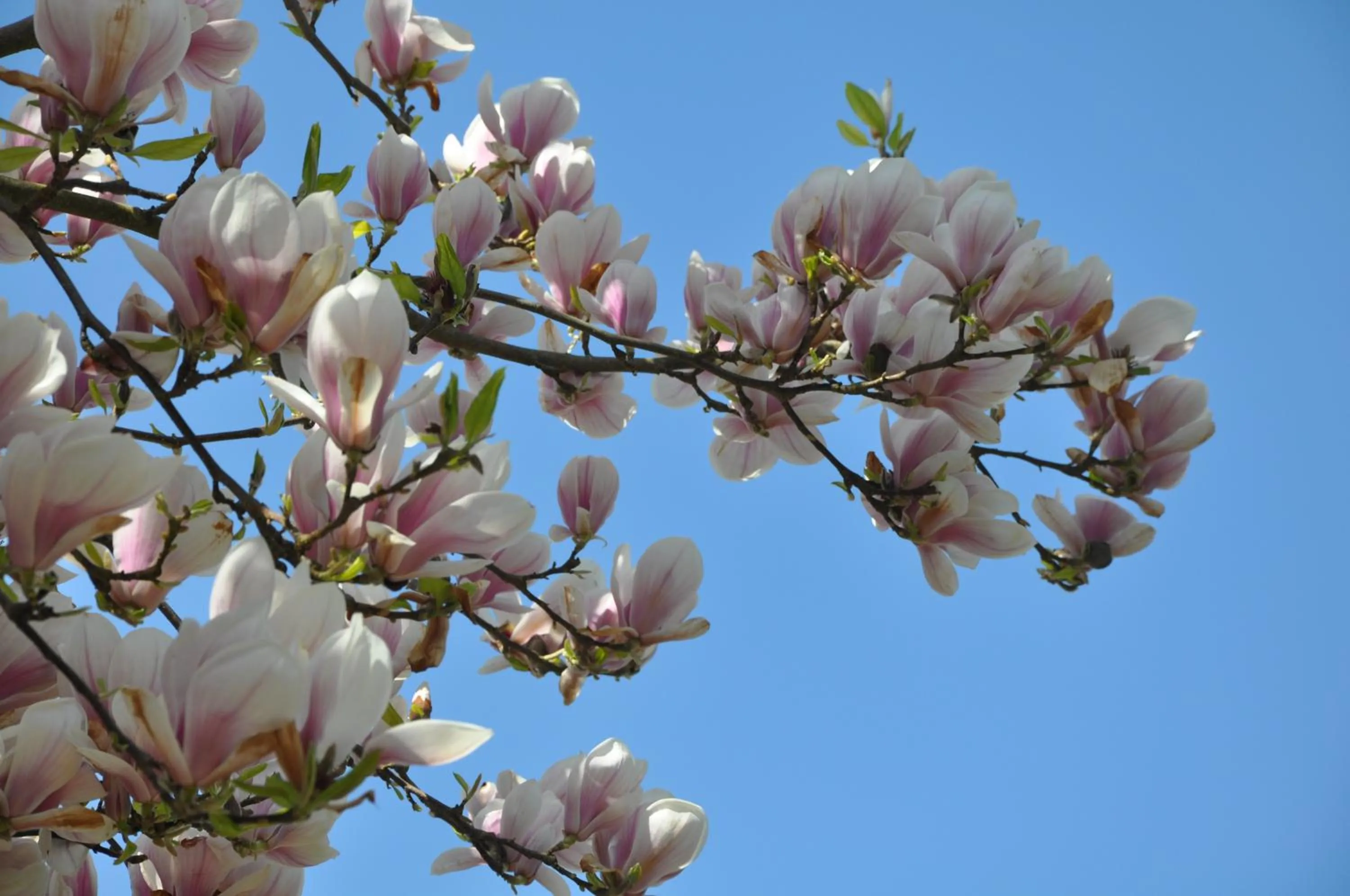 Property building in Les Charmilles