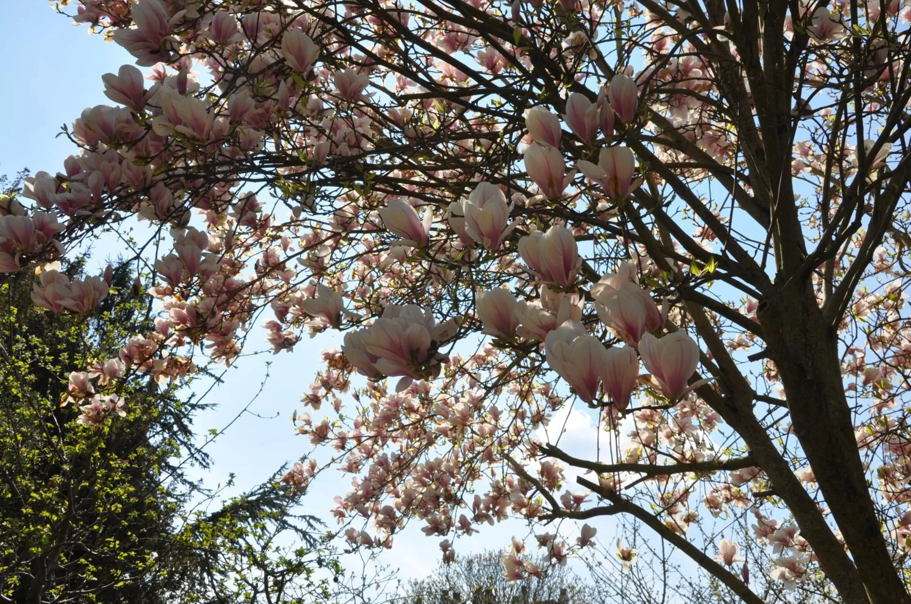 Garden in Les Charmilles