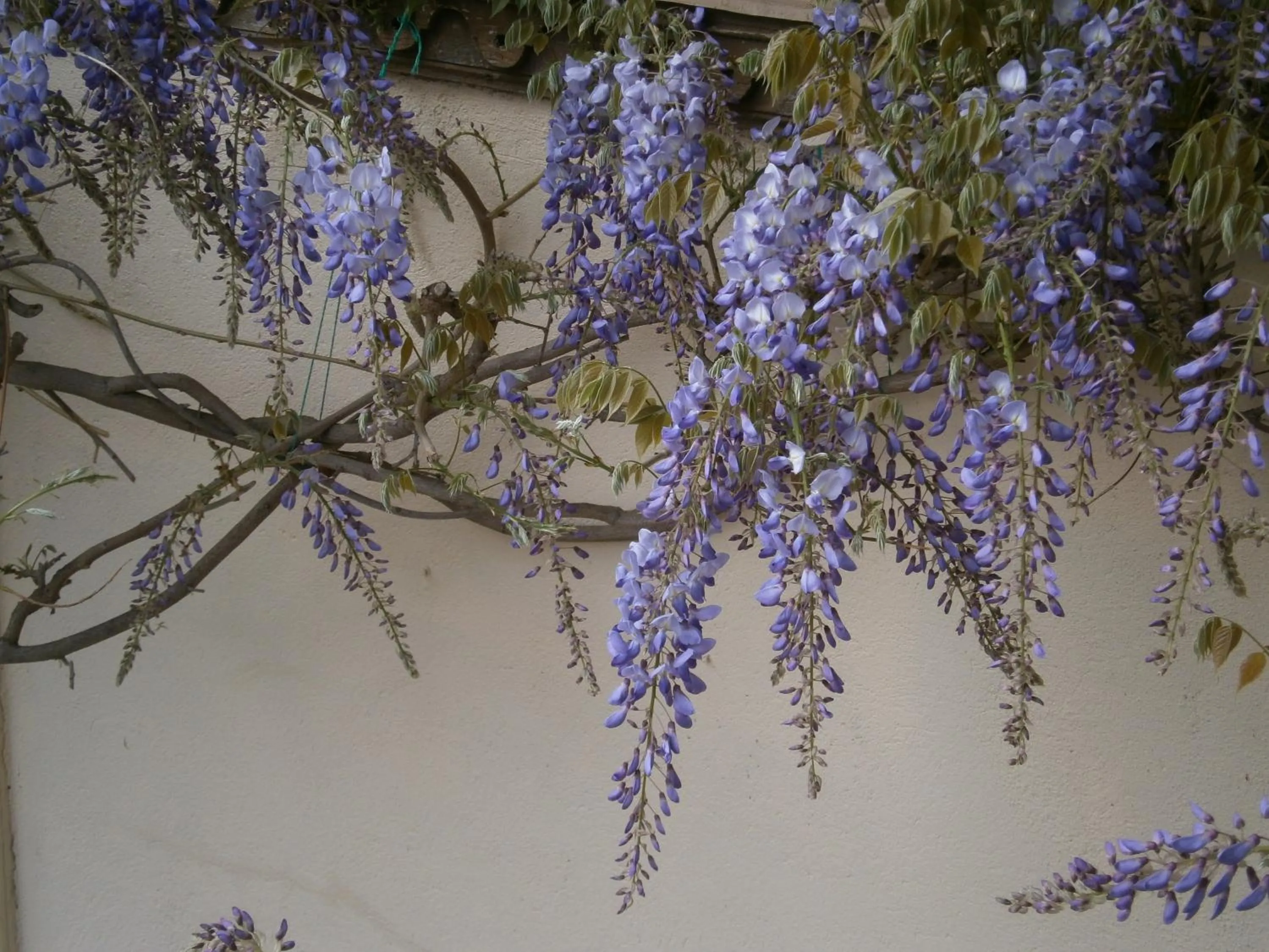 Garden in Les Charmilles