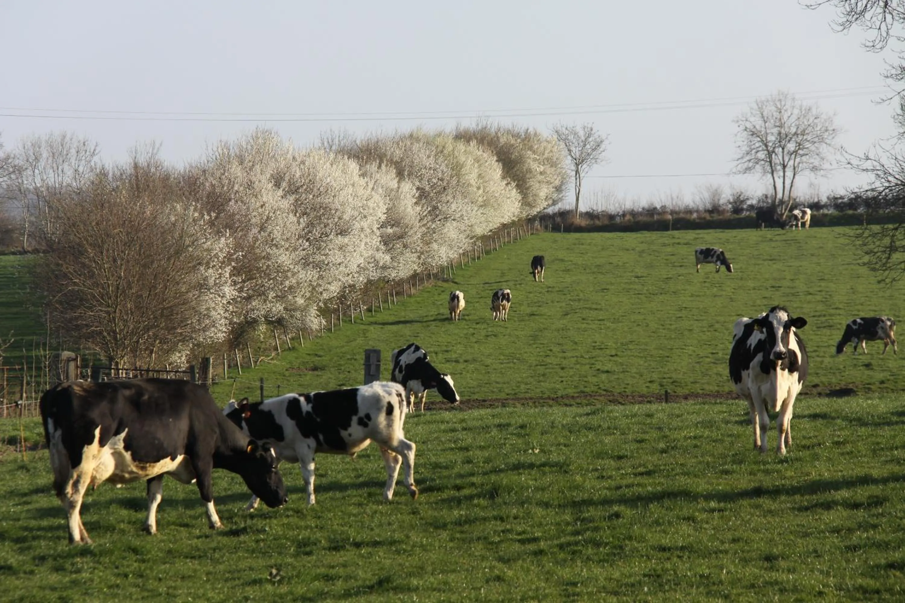 Pets in Chateau de Vouilly