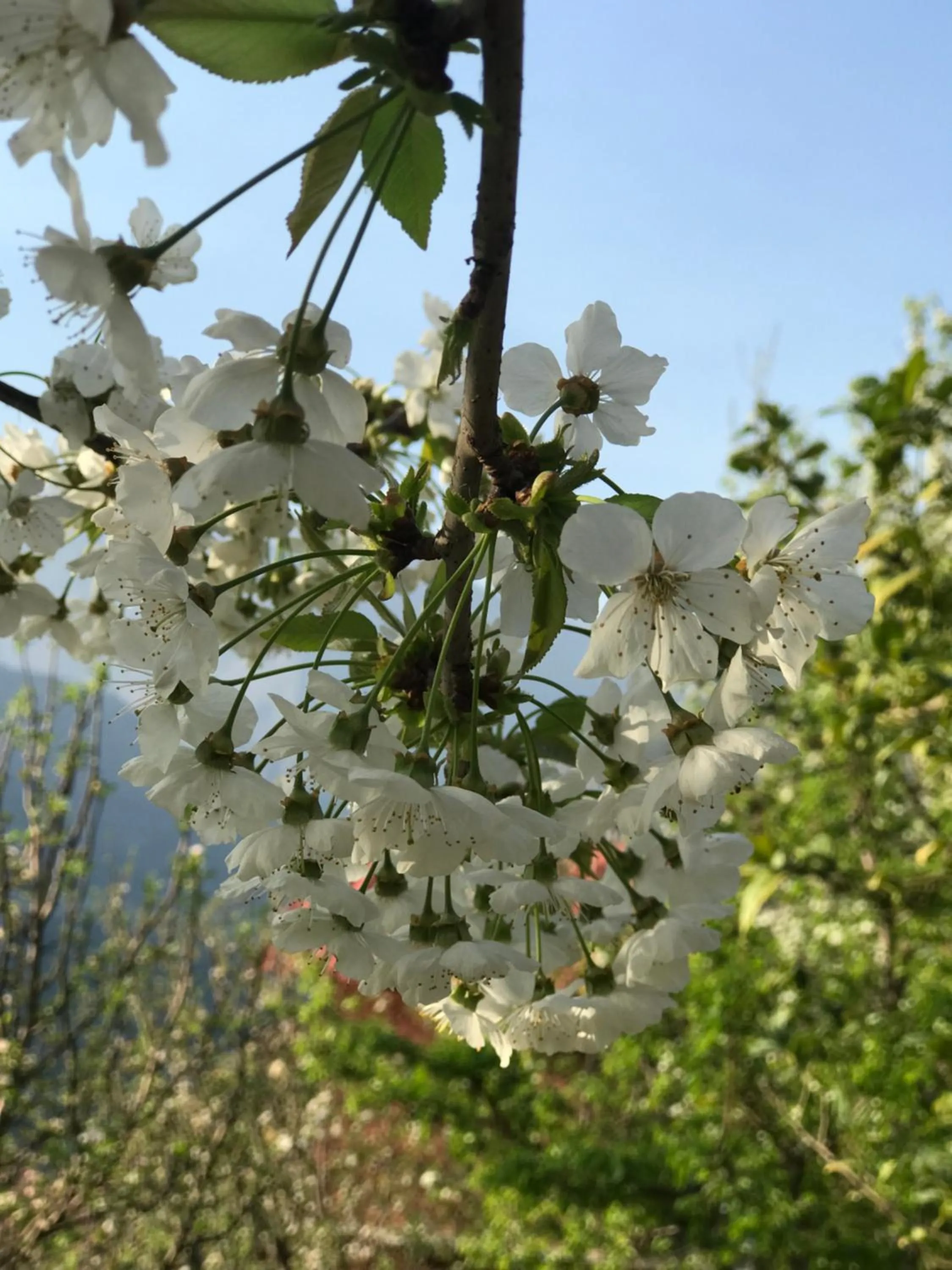 Spring in Himalyan Kothi Kais
