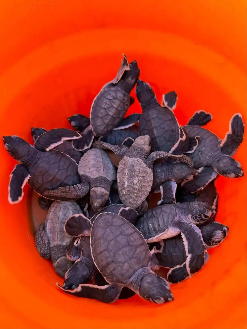 Animals in Didu's Homestay Bed & Breakfast