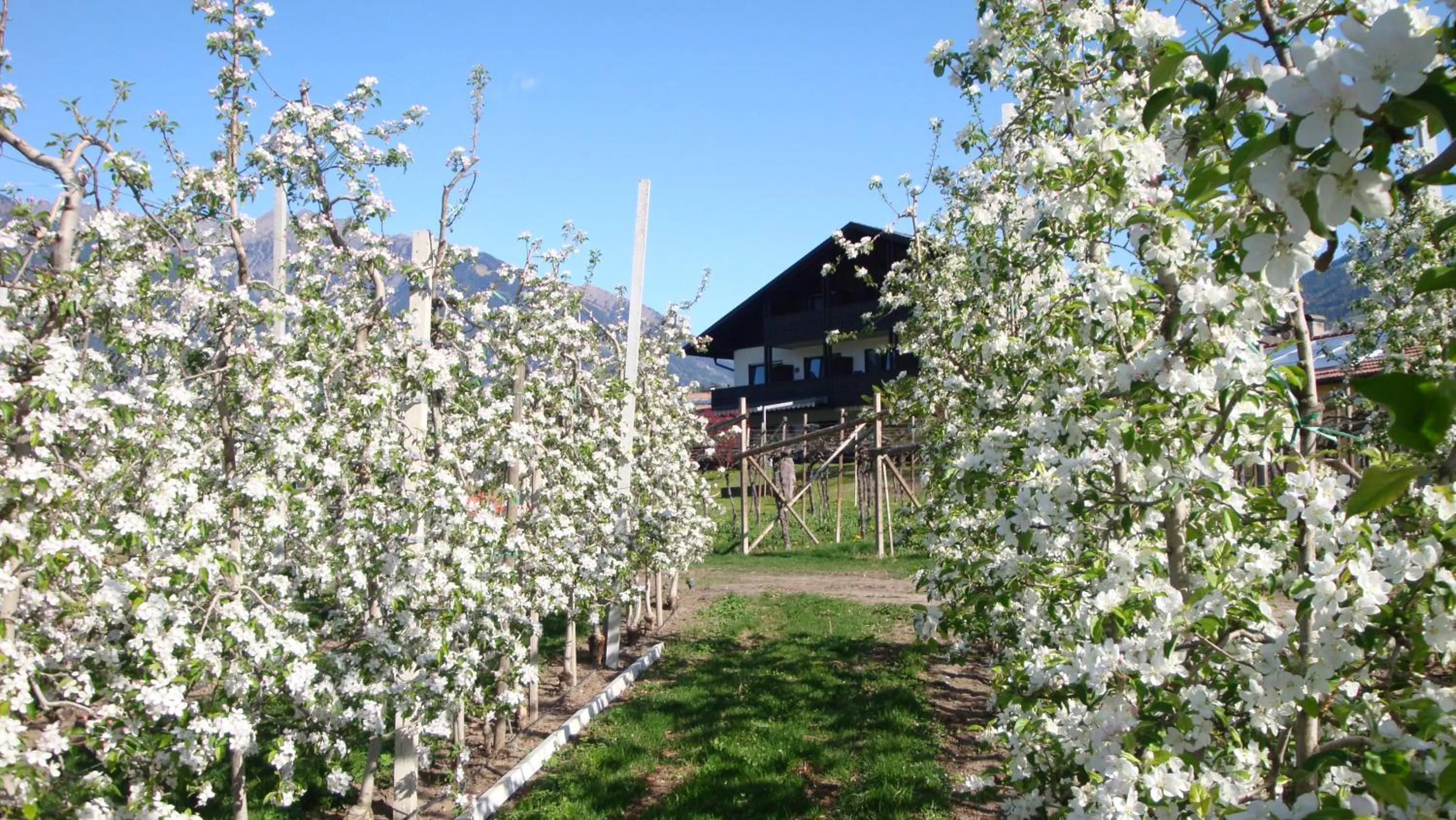 Natural landscape in Pension Appartment Hecherhof
