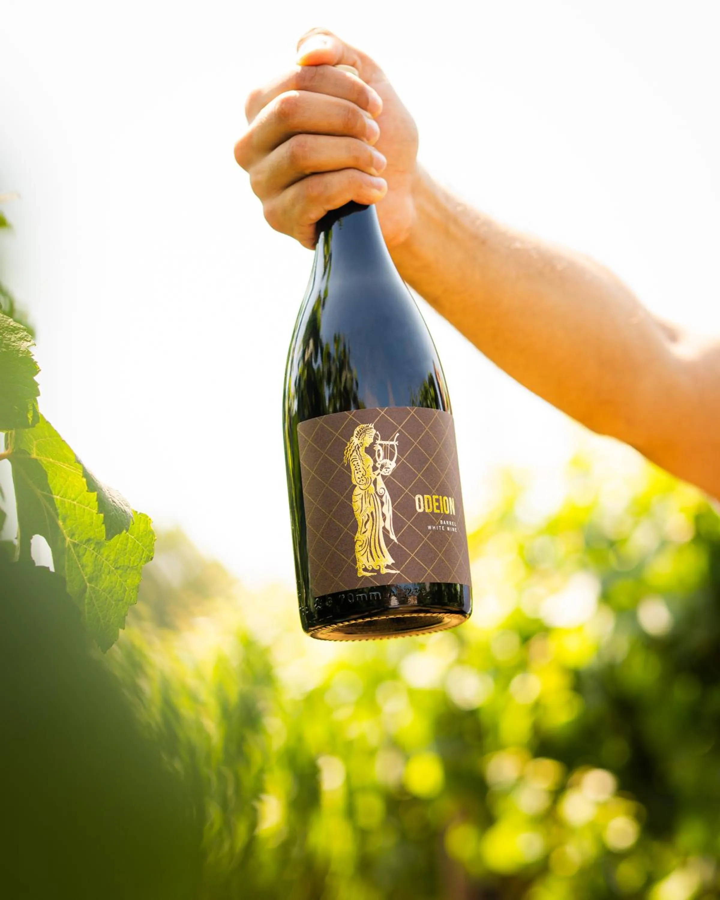 Garden view in Resort & Winery Bosco De Medici