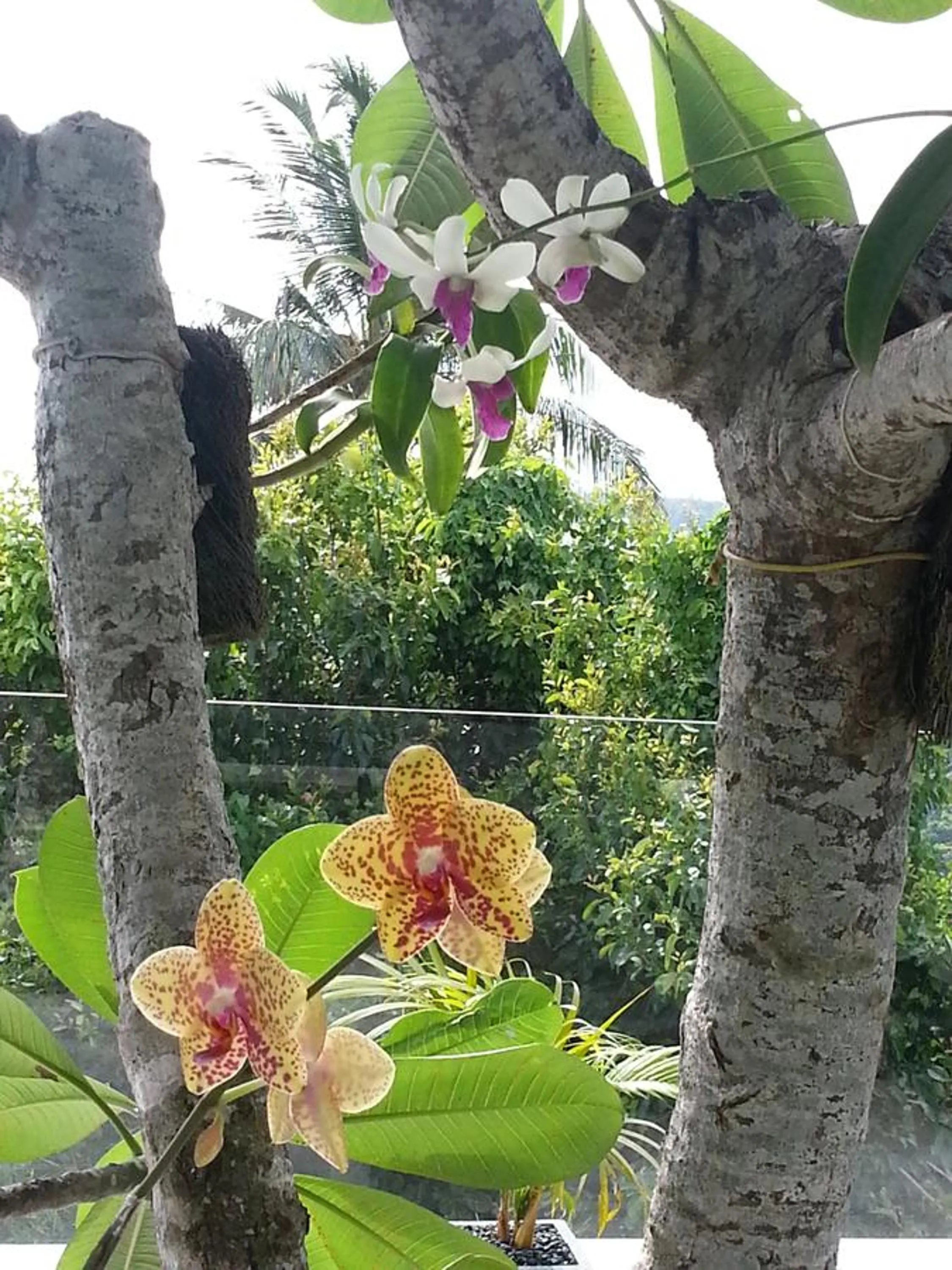 Decorative detail in The Puncak Lombok