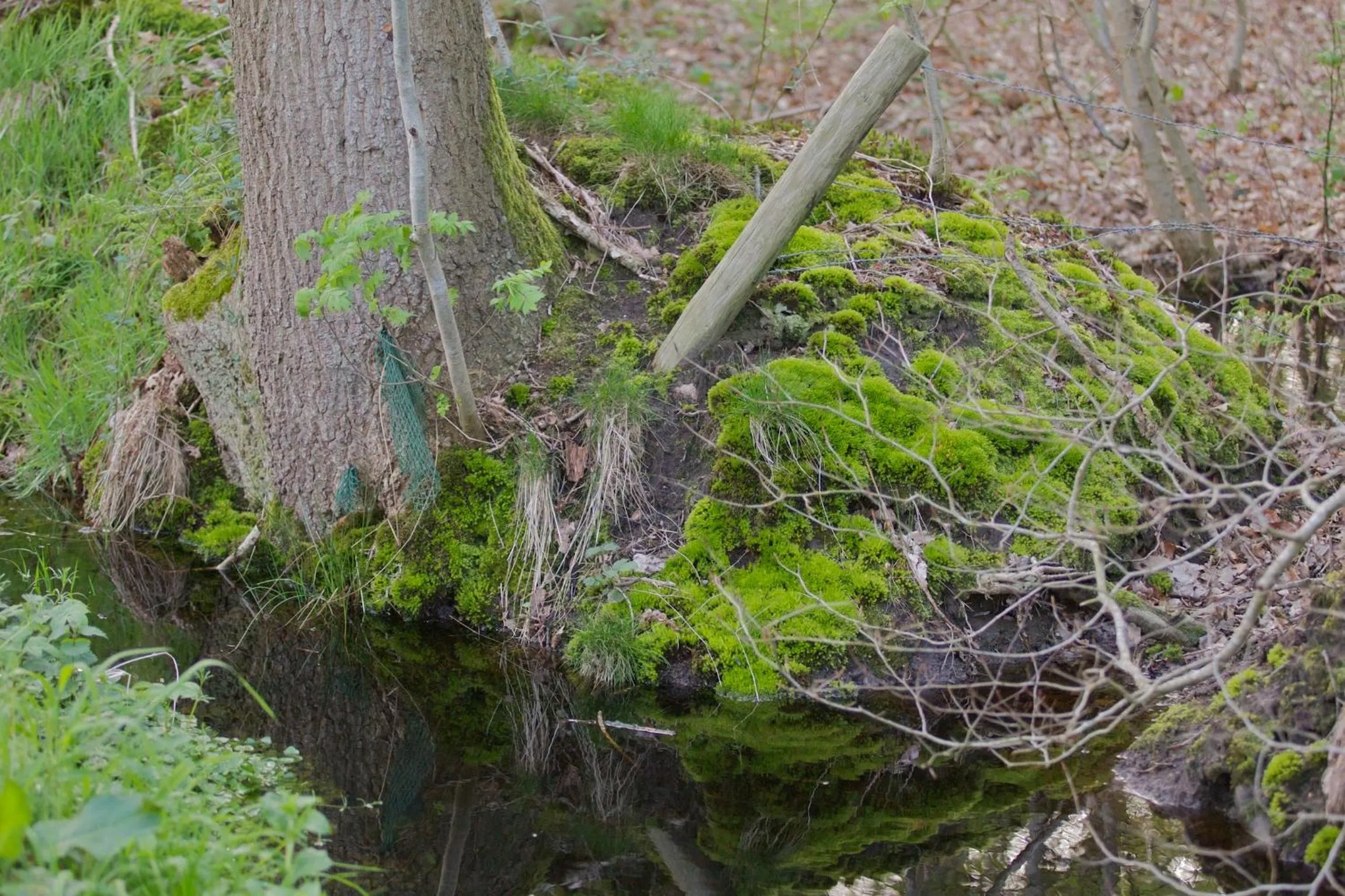 Natural landscape in Cuisinerie Mensinge With Dreams