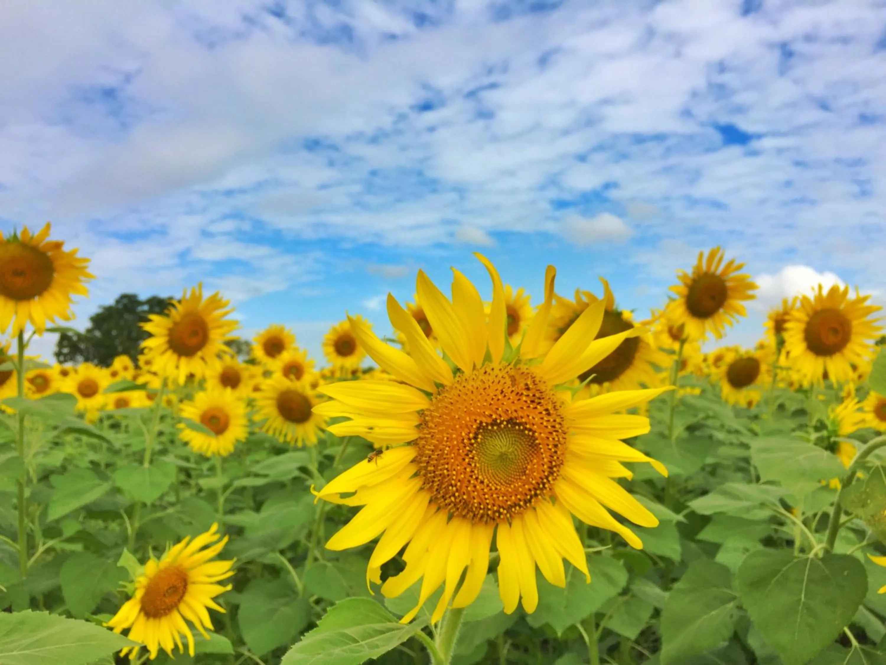 Off site in Wanlapa Farmstay