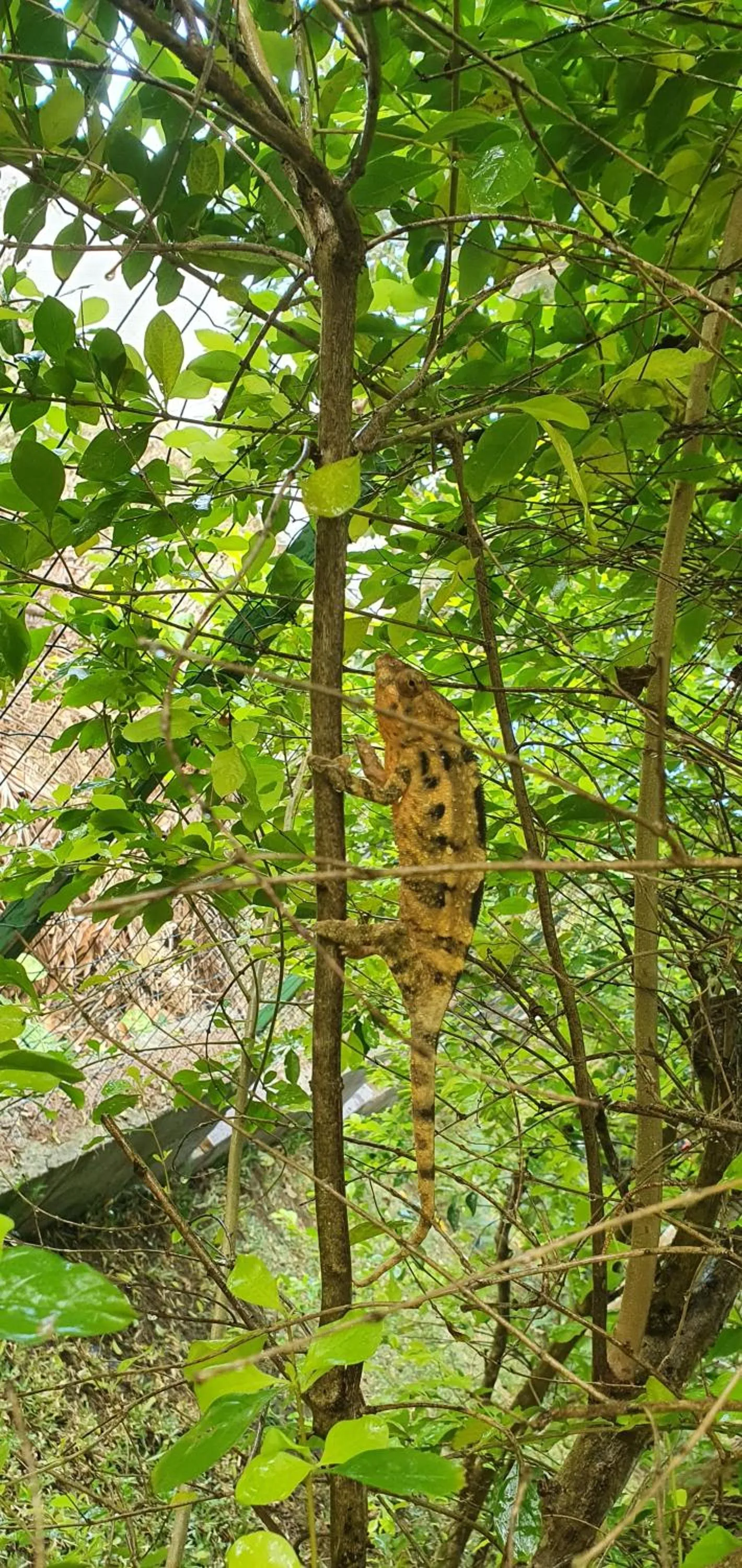 Garden in Le Chalet de la Fontaine Saint Leu