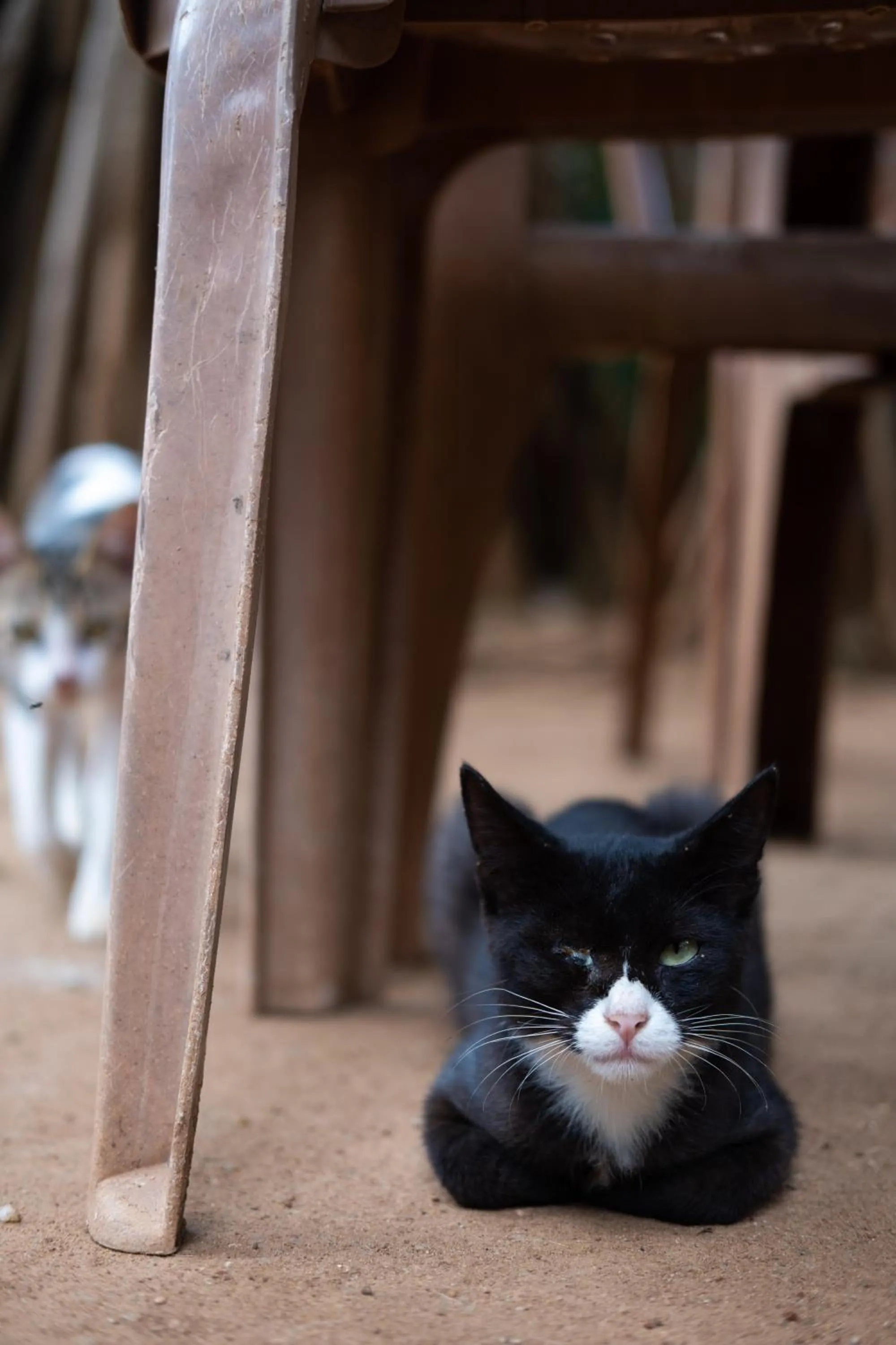 Alass Ga For Pets Lovers