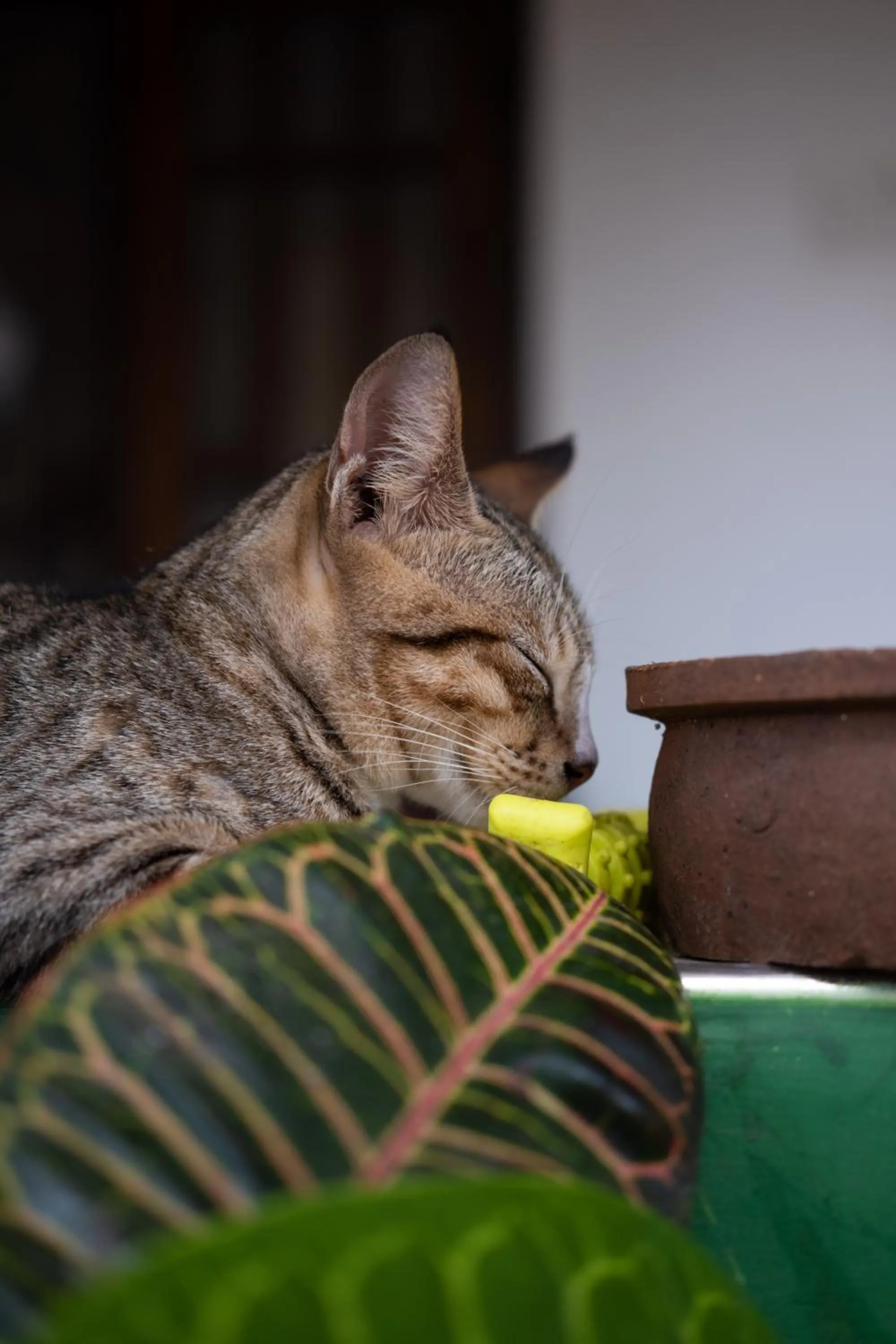 Alass Ga For Pets Lovers