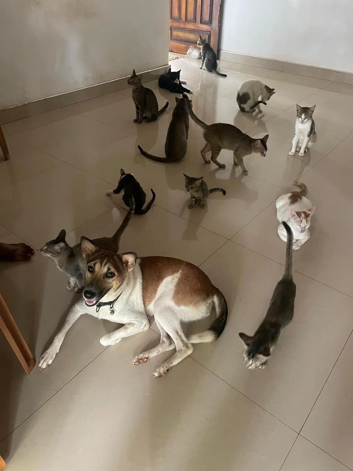Alass Ga For Pets Lovers
