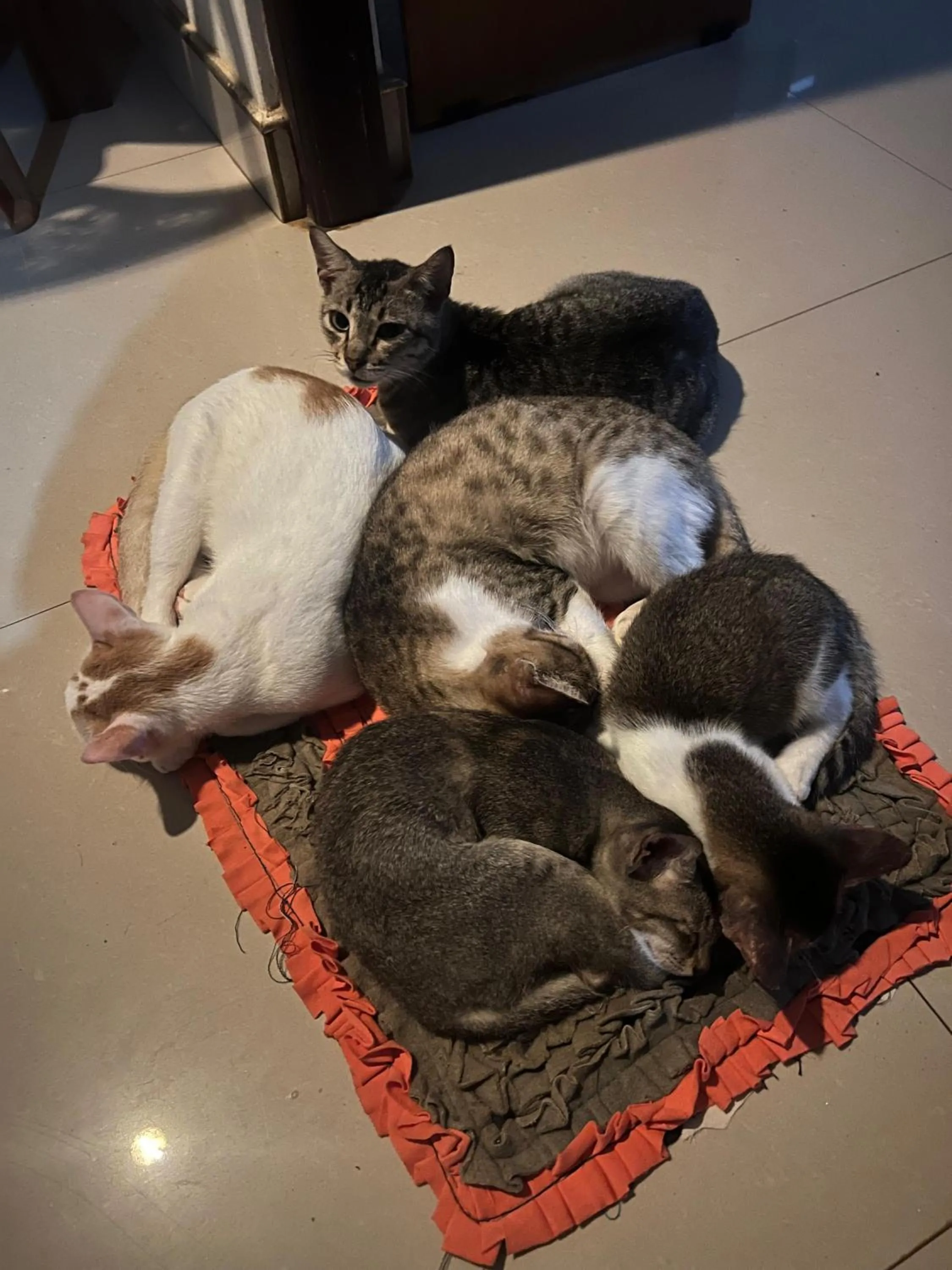 Alass Ga For Pets Lovers