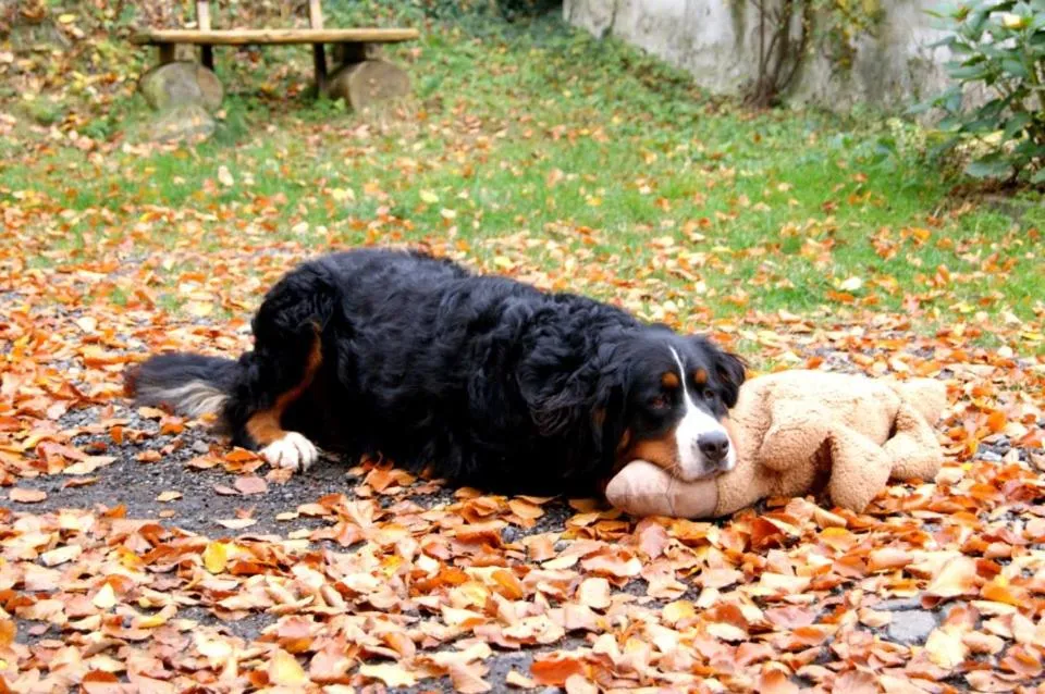 Pets in Baunhöller-Mühle