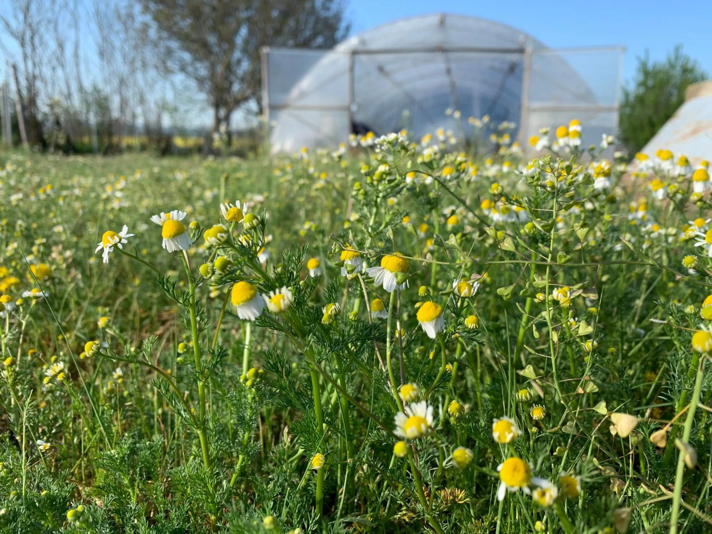 Garden in Rumika Ecocenter