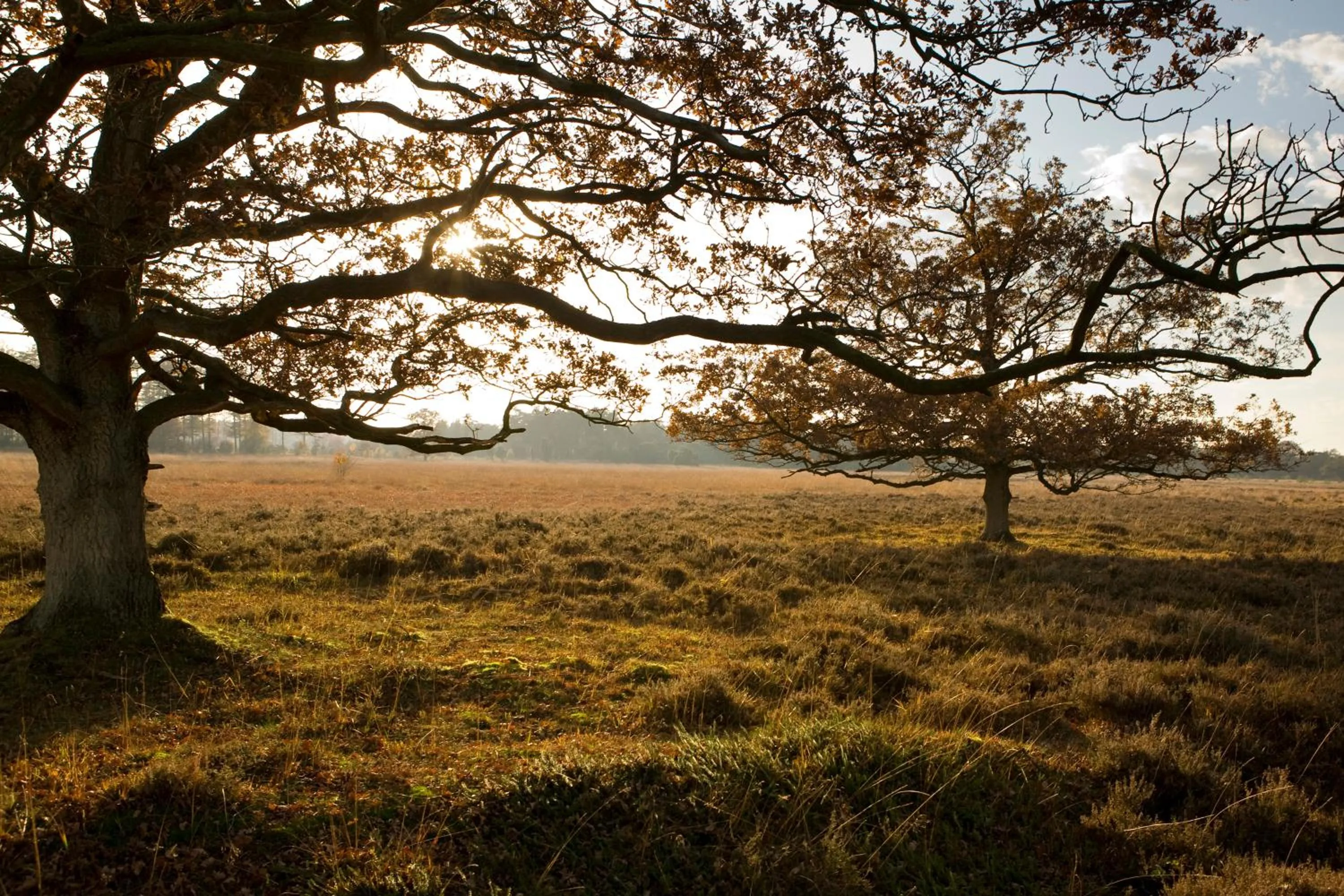Area and facilities in Gasterij De Koekoekshof
