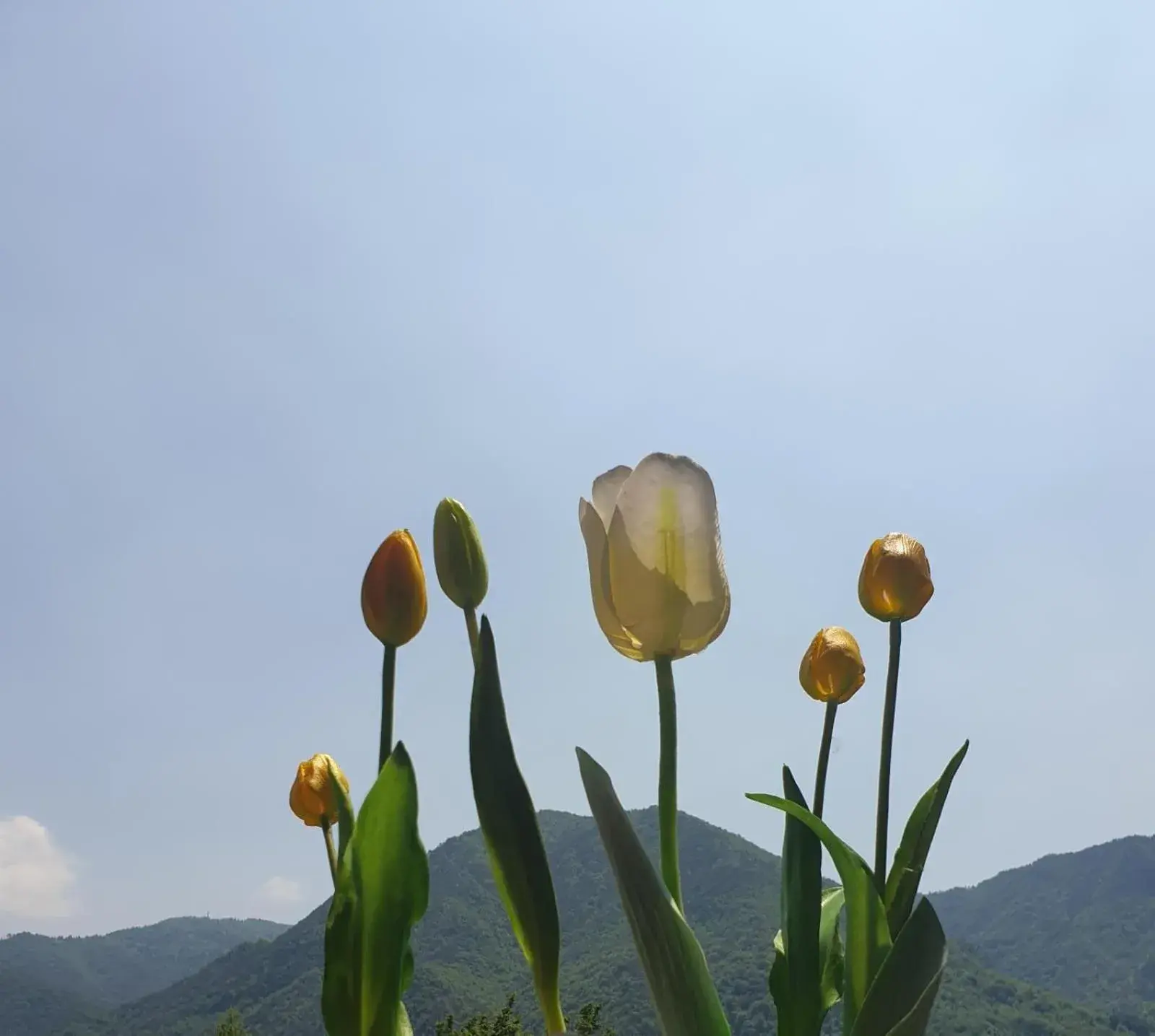 B&B Tulipano B&B Tulipano