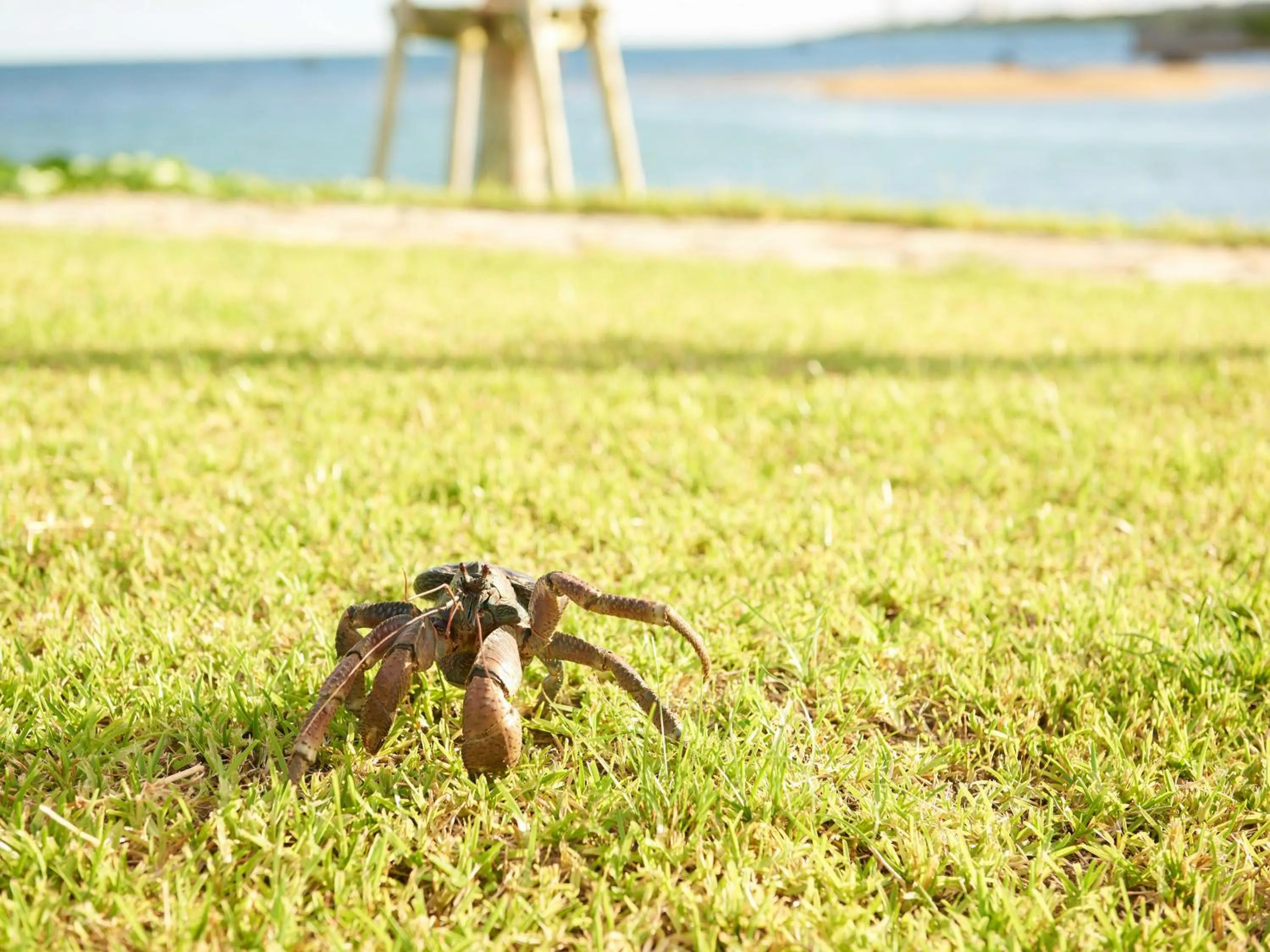 Garden in The Ubufuru Ishigaki