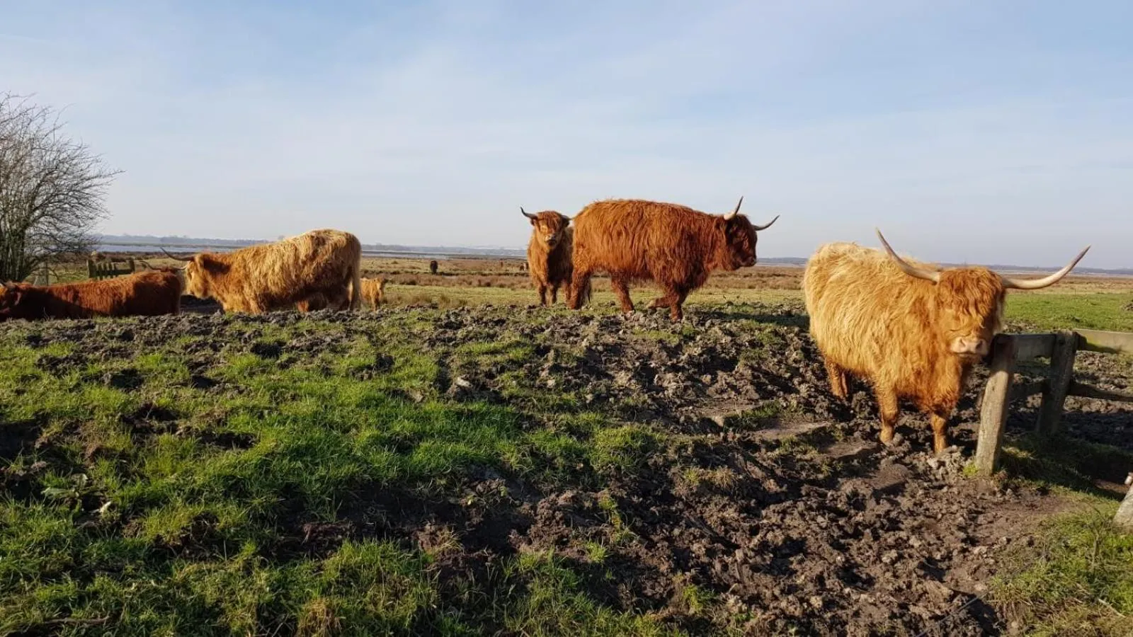 Animals in Hotel Faber