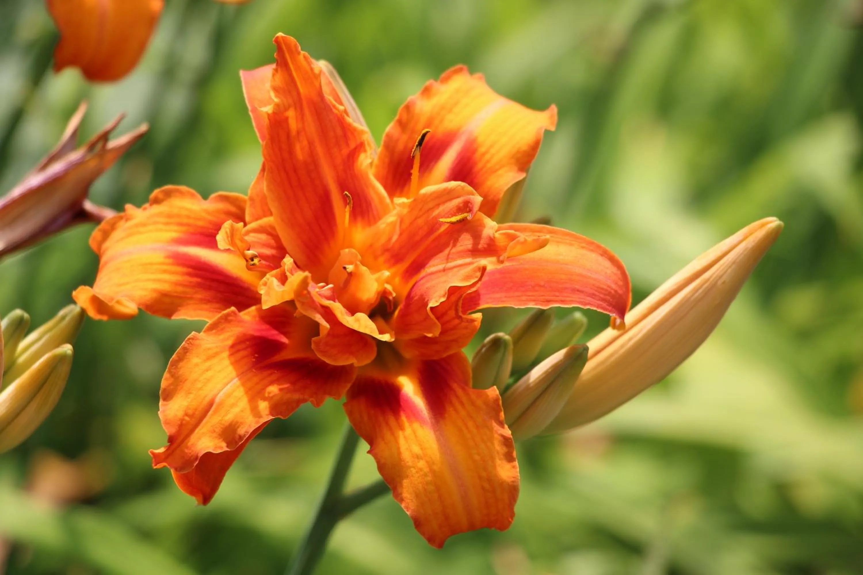 Garden in Chambre d'hôtes CitaBel'Air