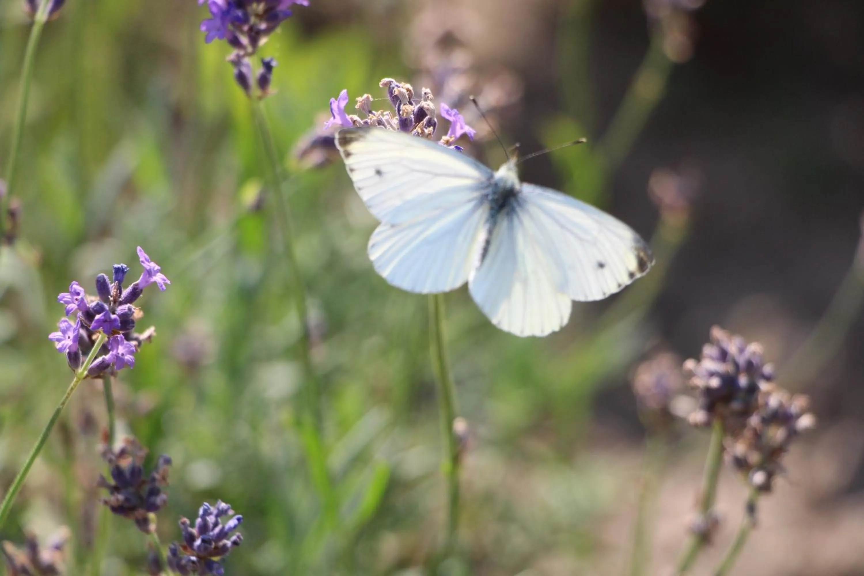 Garden in Chambre d'hôtes CitaBel'Air
