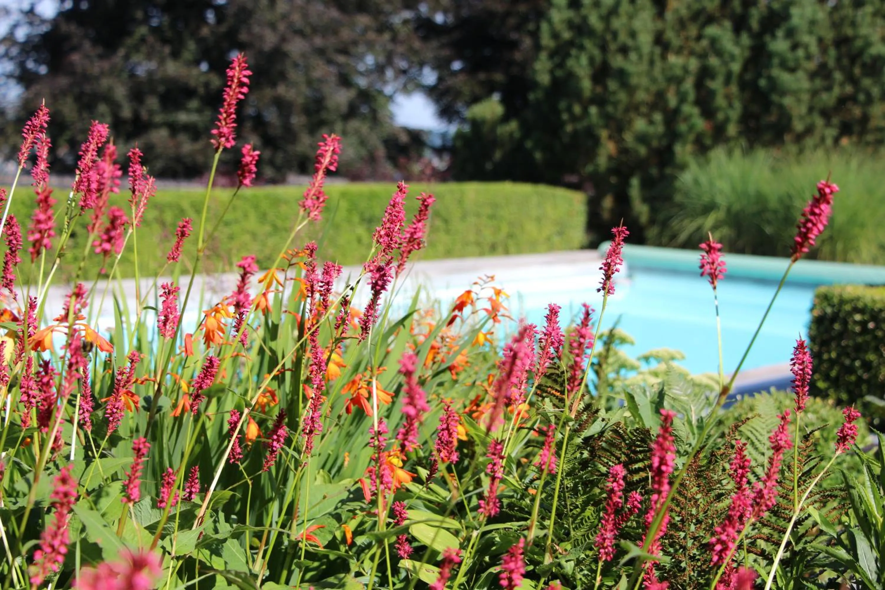 Summer in Chambre d'hôtes CitaBel'Air