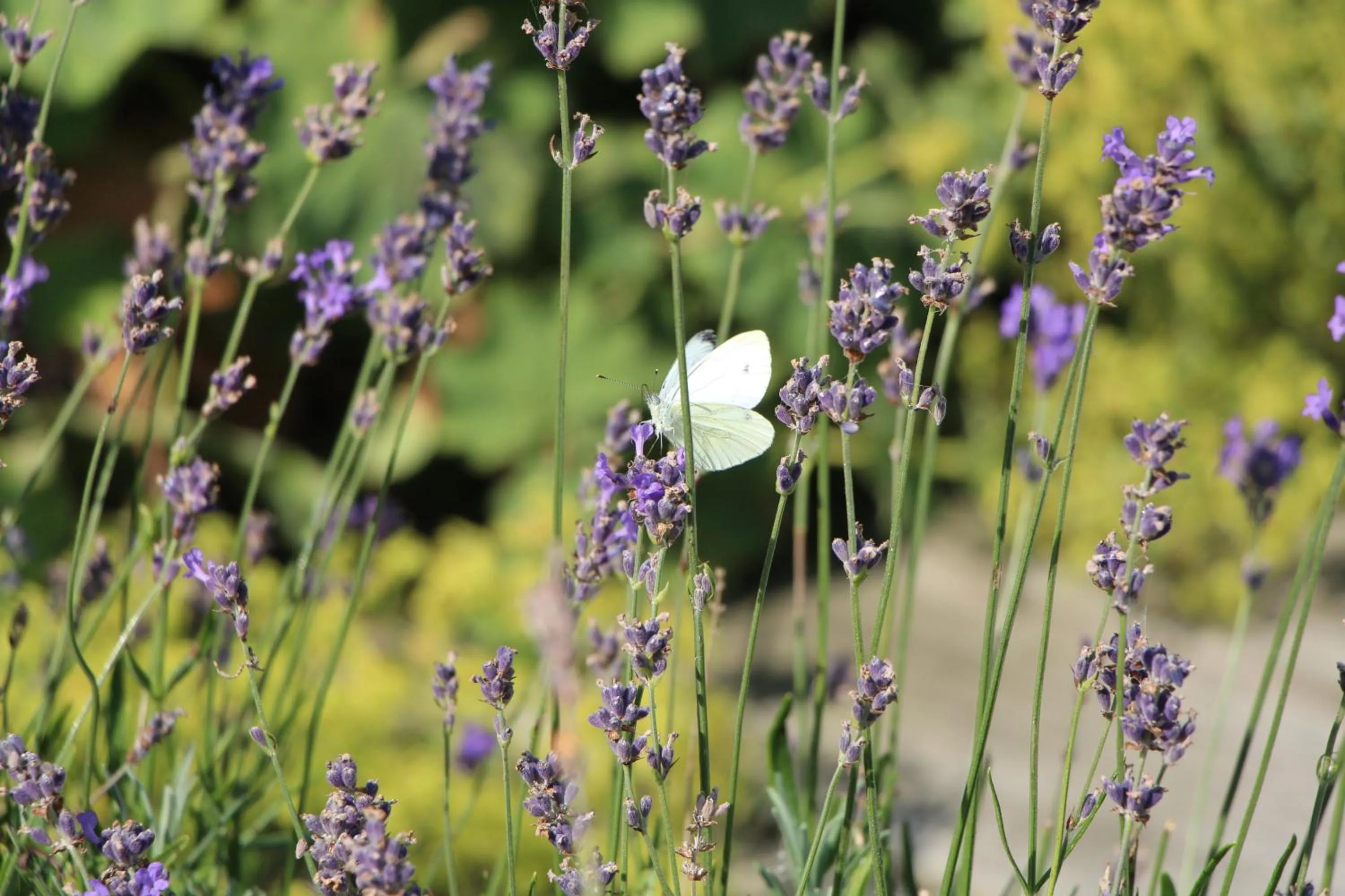 Day in Chambre d'hôtes CitaBel'Air