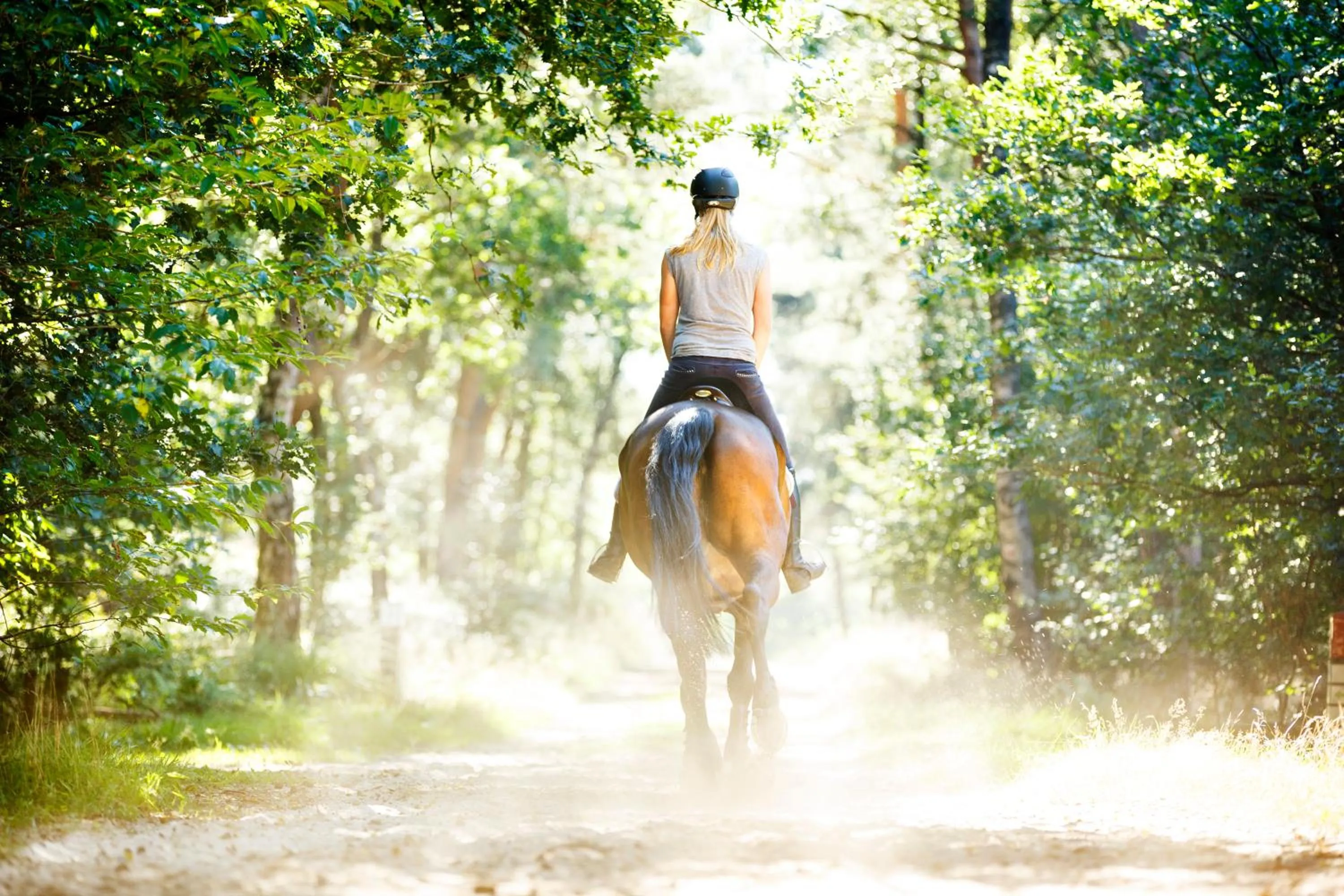 Horse-riding in Stadshotel Rijssen
