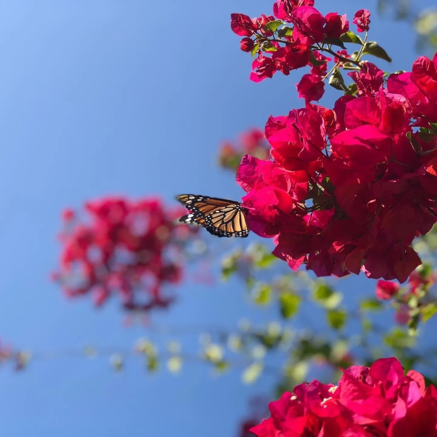Garden in Summer House Inn San Andres