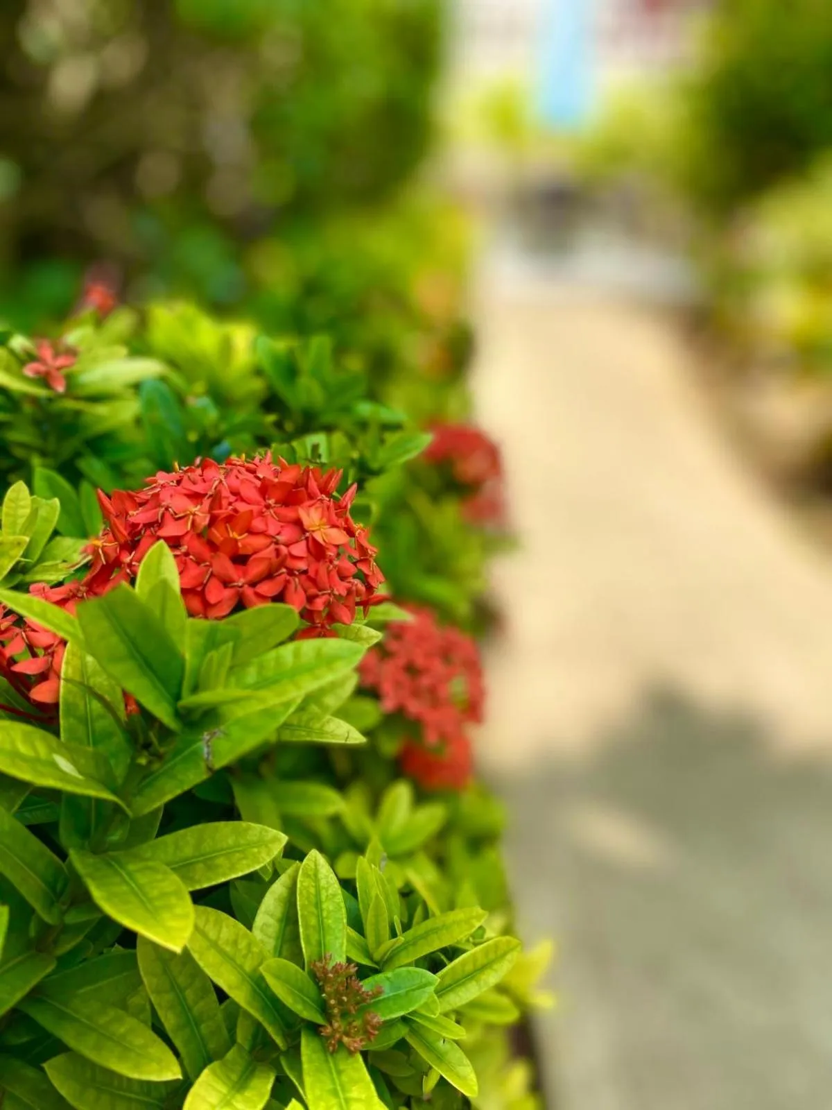 Spring in Summer House Inn San Andres