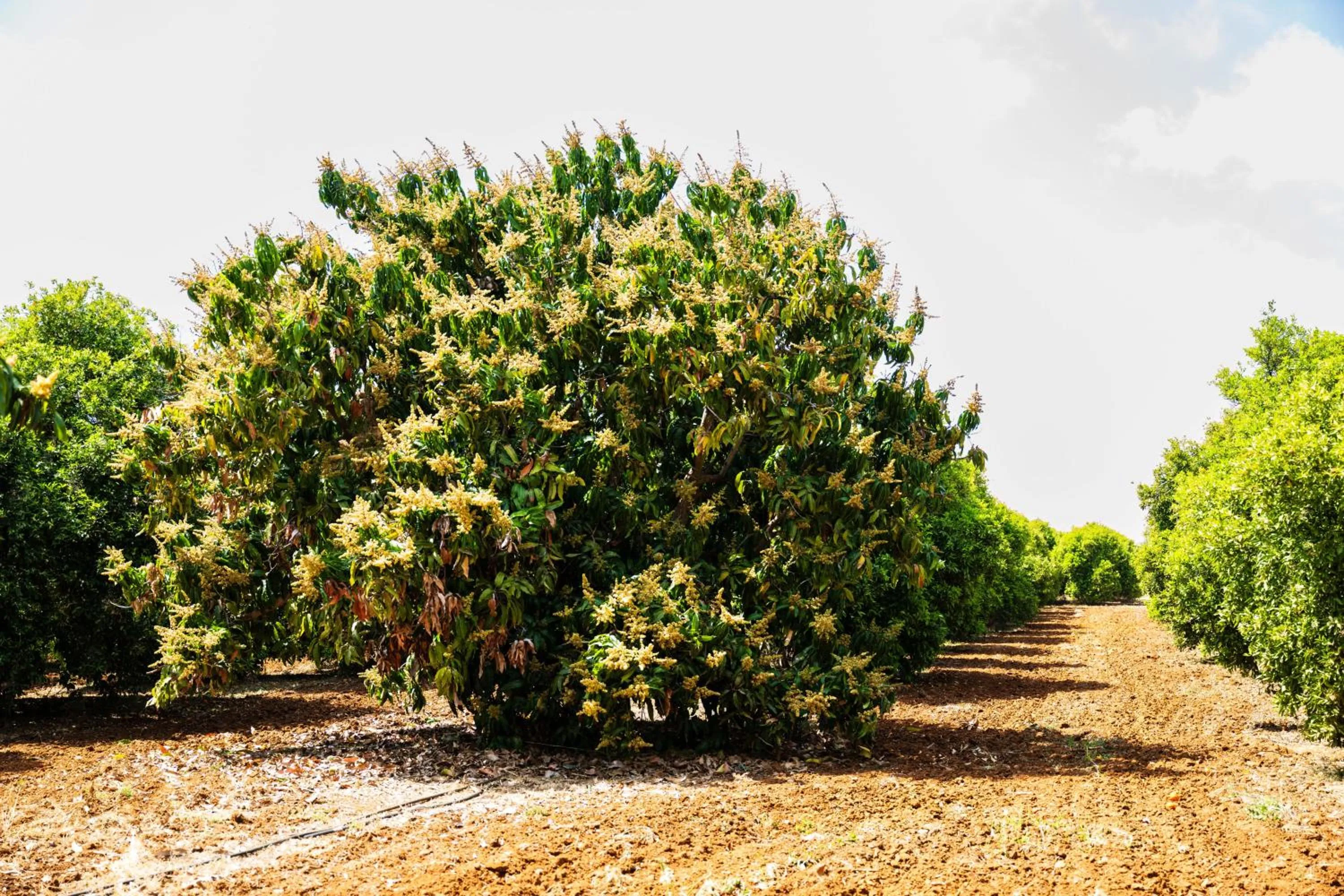 Natural landscape in Azia Resort & Spa