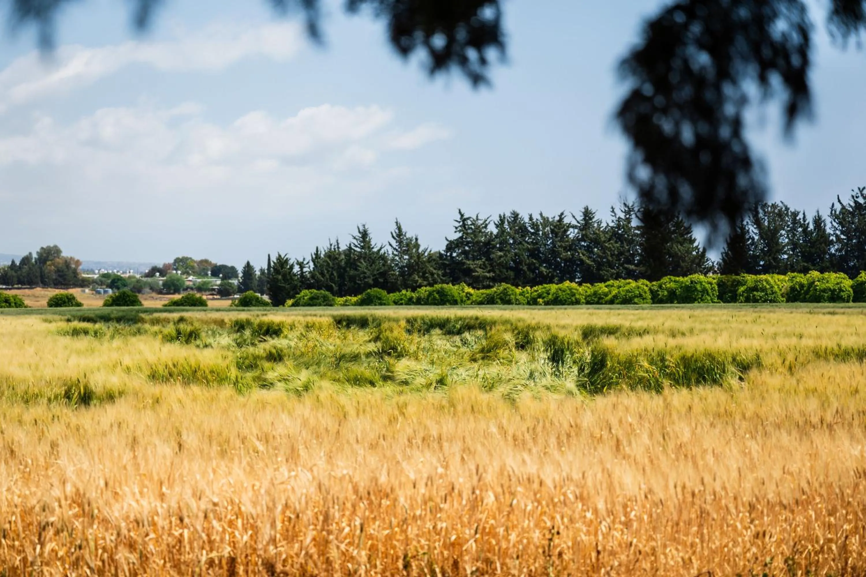 Natural landscape in Azia Resort & Spa