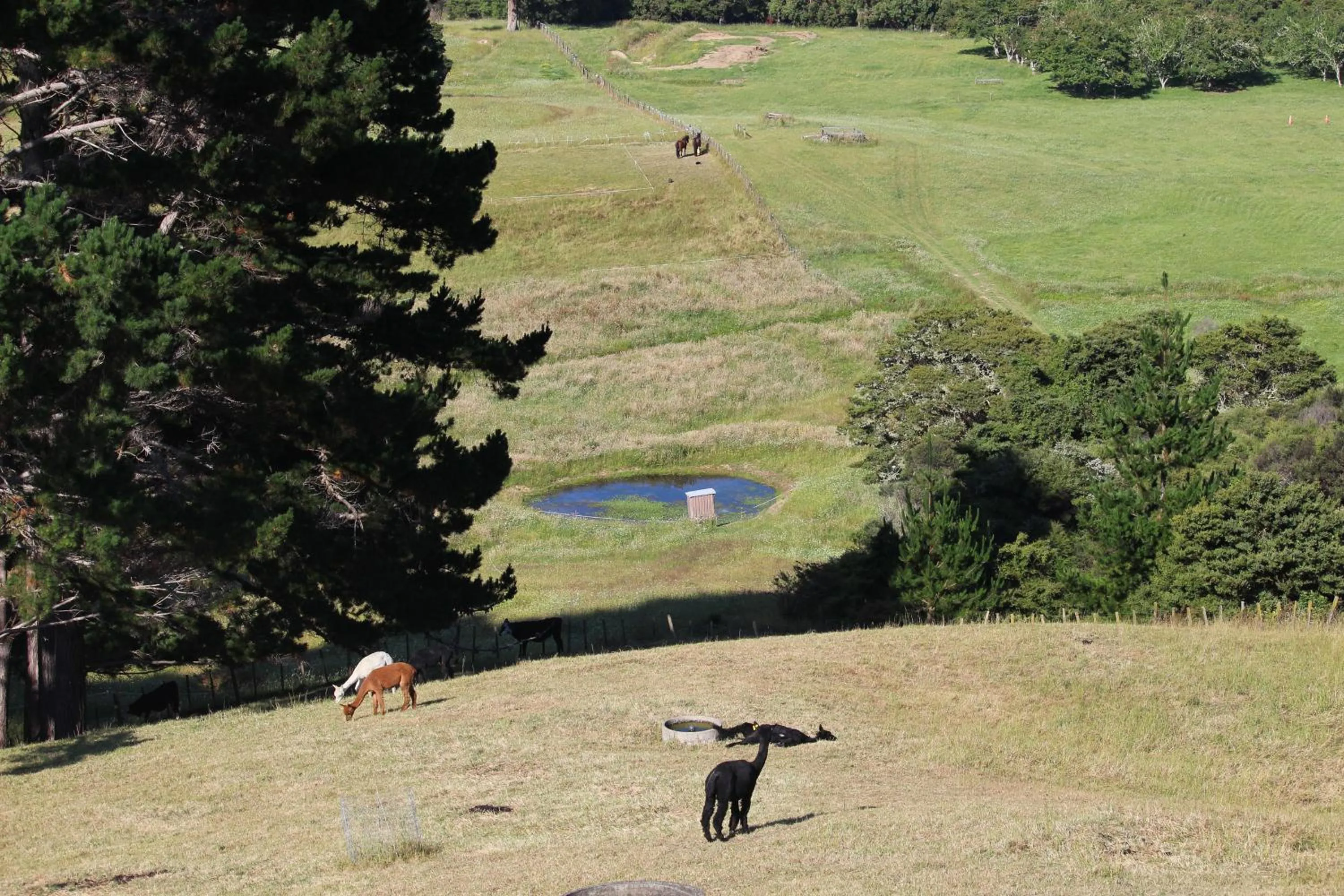 Animals in Pukeatua Farmstay