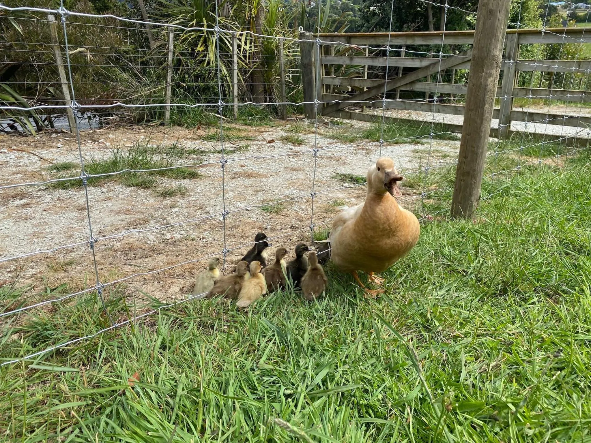 Animals in Pukeatua Farmstay