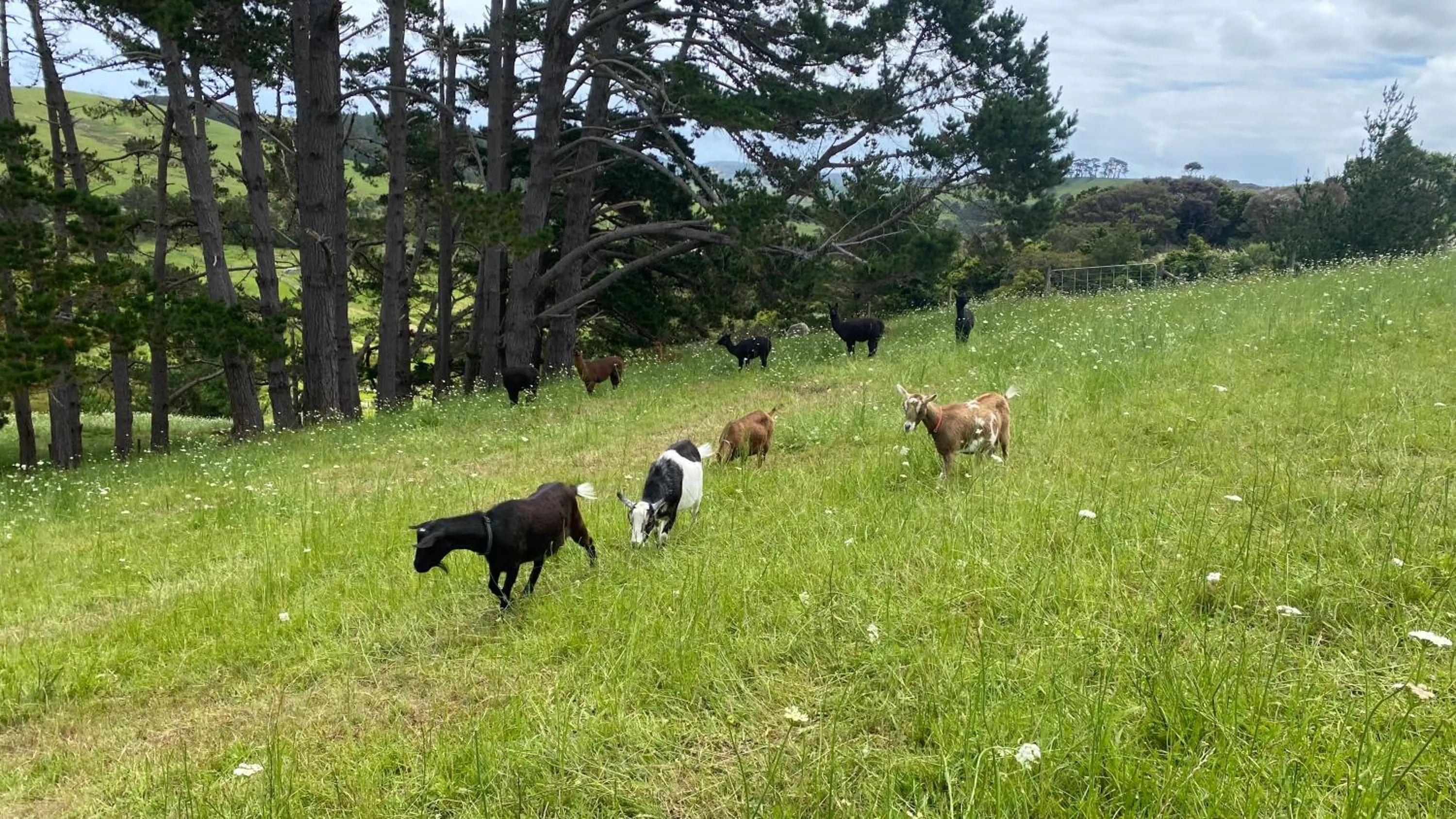 Animals in Pukeatua Farmstay