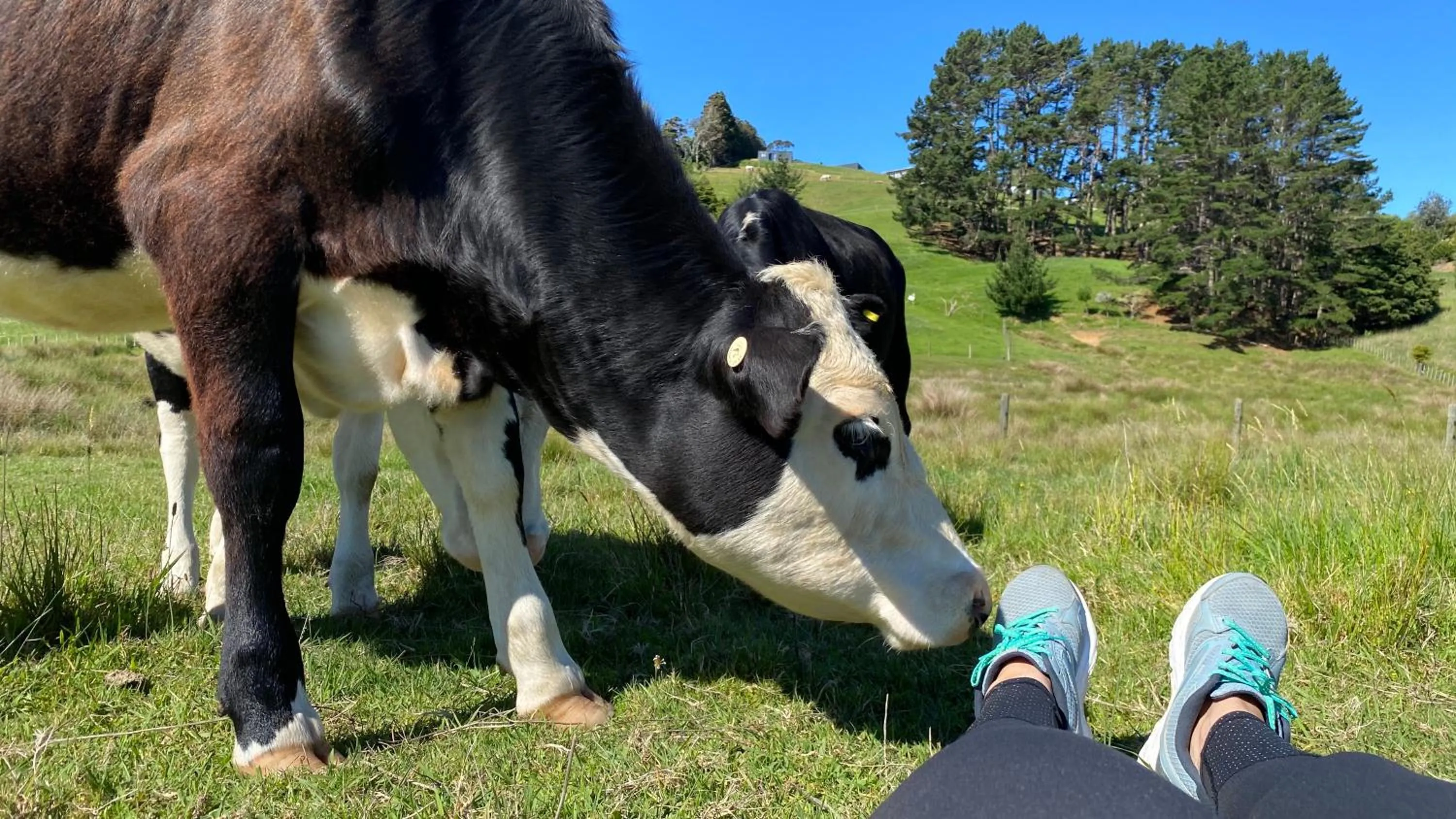 Animals in Pukeatua Farmstay