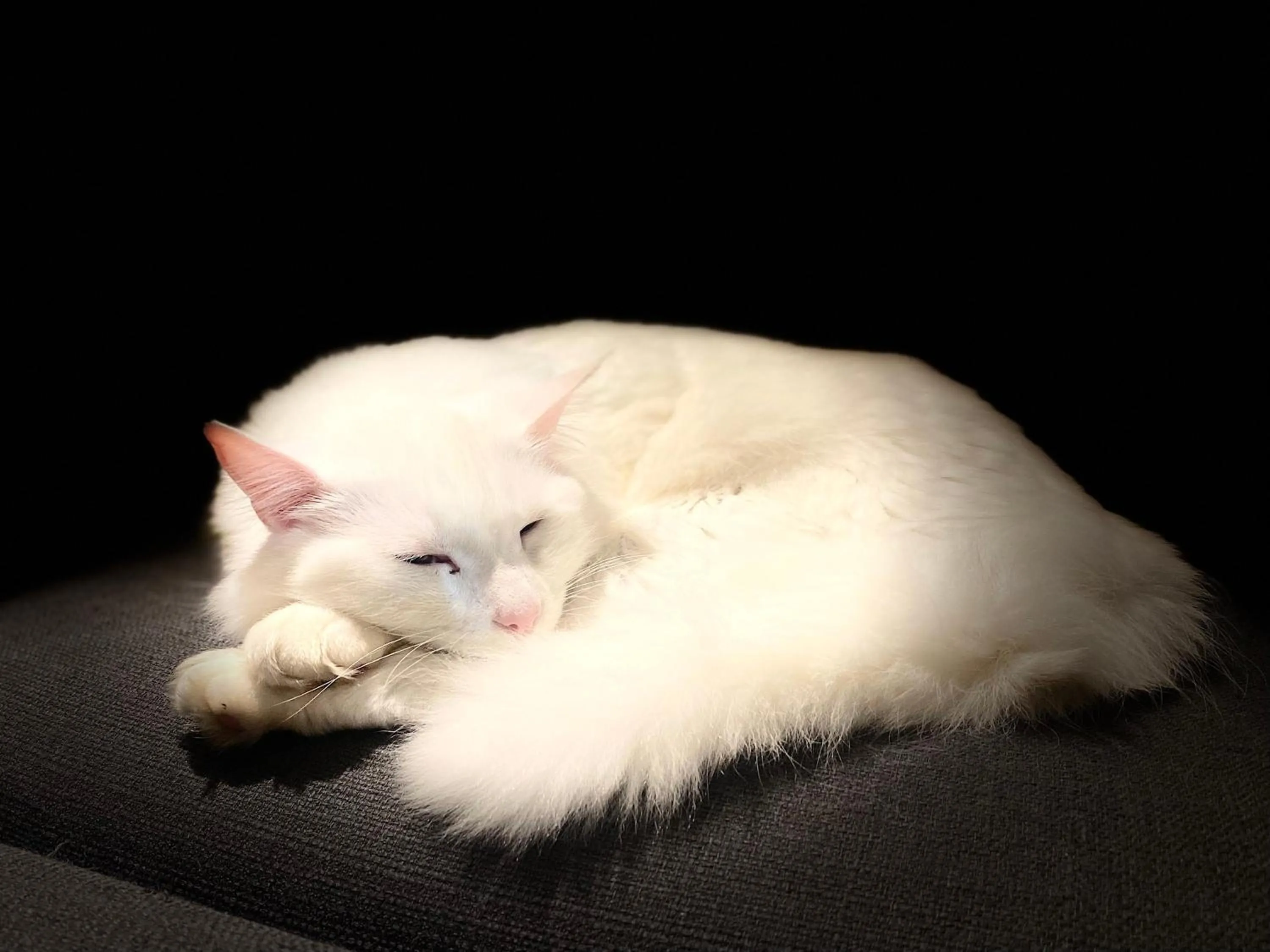 Pets in Pukeatua Farmstay